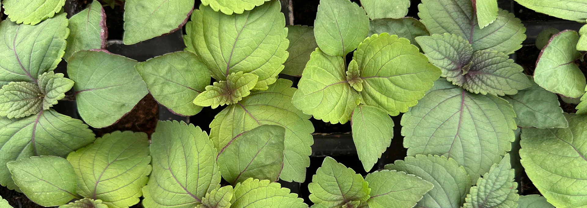 Fresh British Wasabi, Expertly Grown