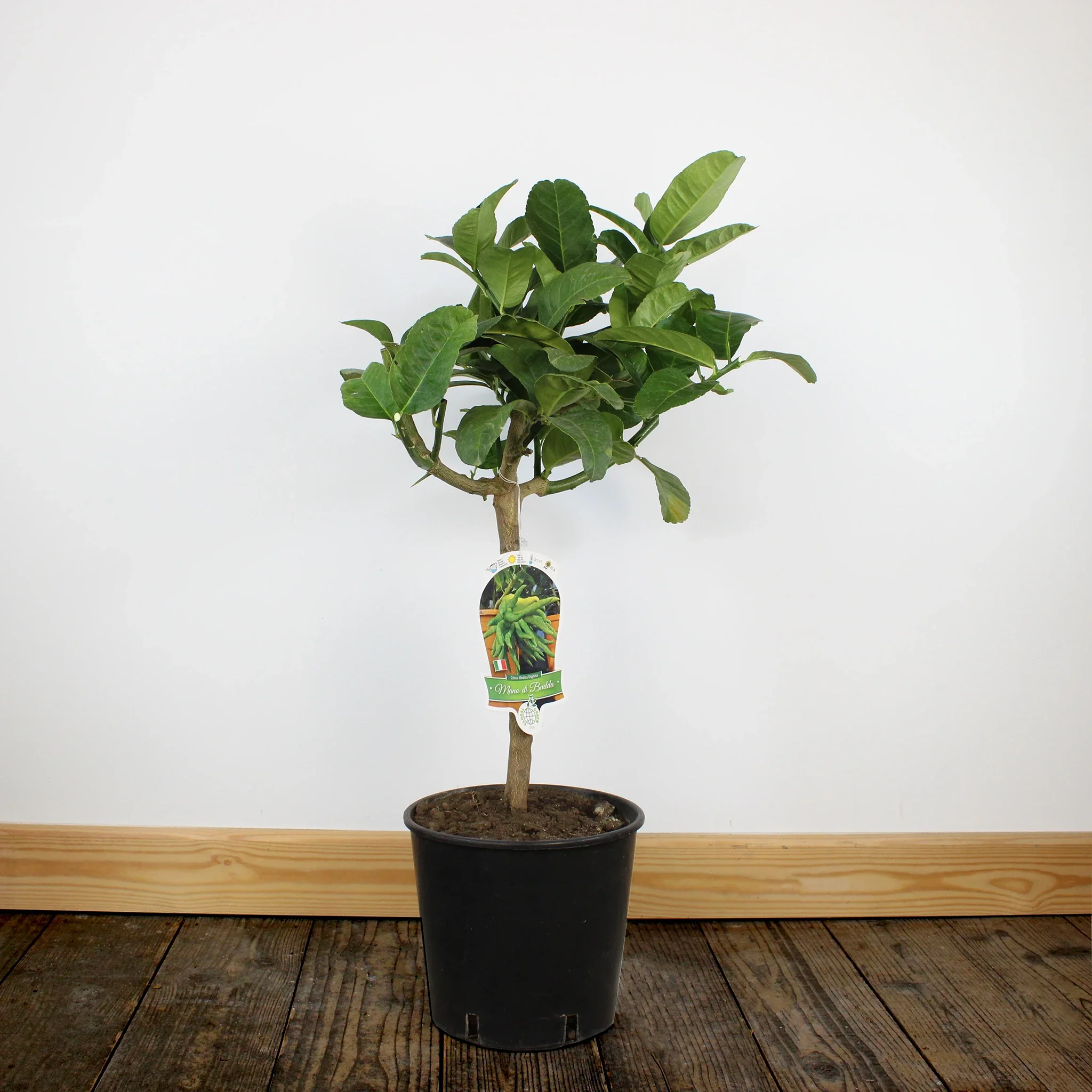 Buddha's Hand Tree - Image 3
