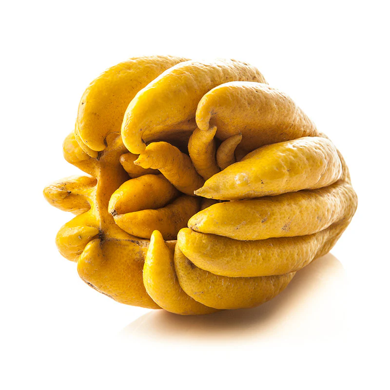 Buddha's Hand Tree - Image 4