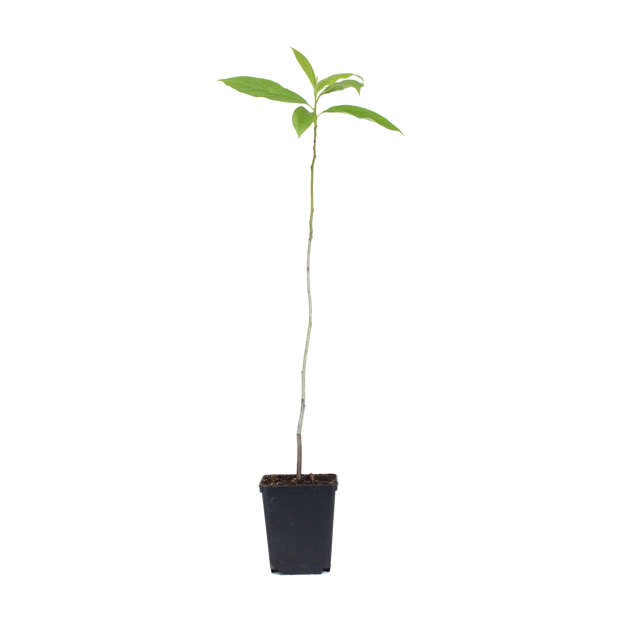 Date Plum Persimmon Tree (Diospyros lotus)