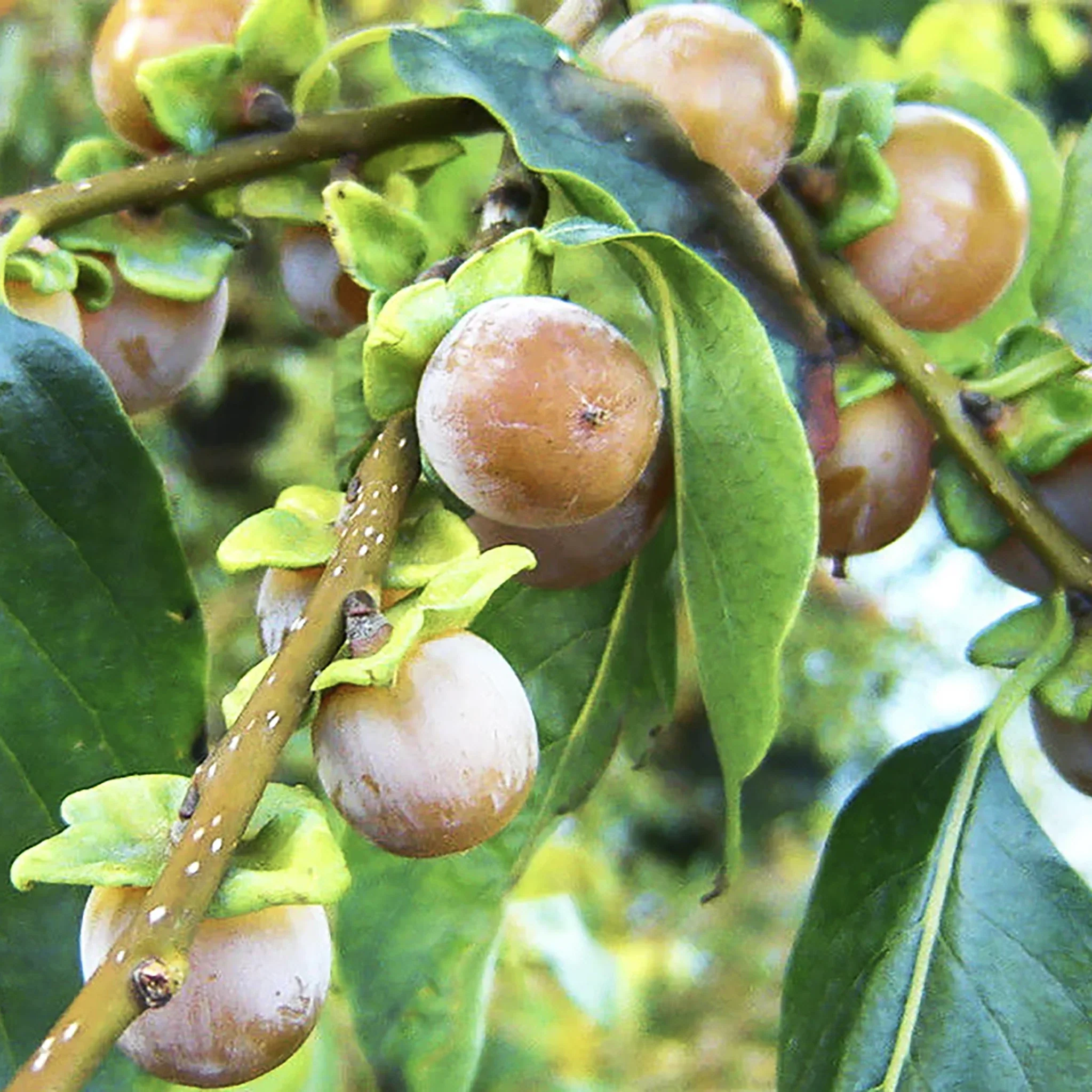 Date Plum Persimmon Tree (Diospyros lotus) - Image 2