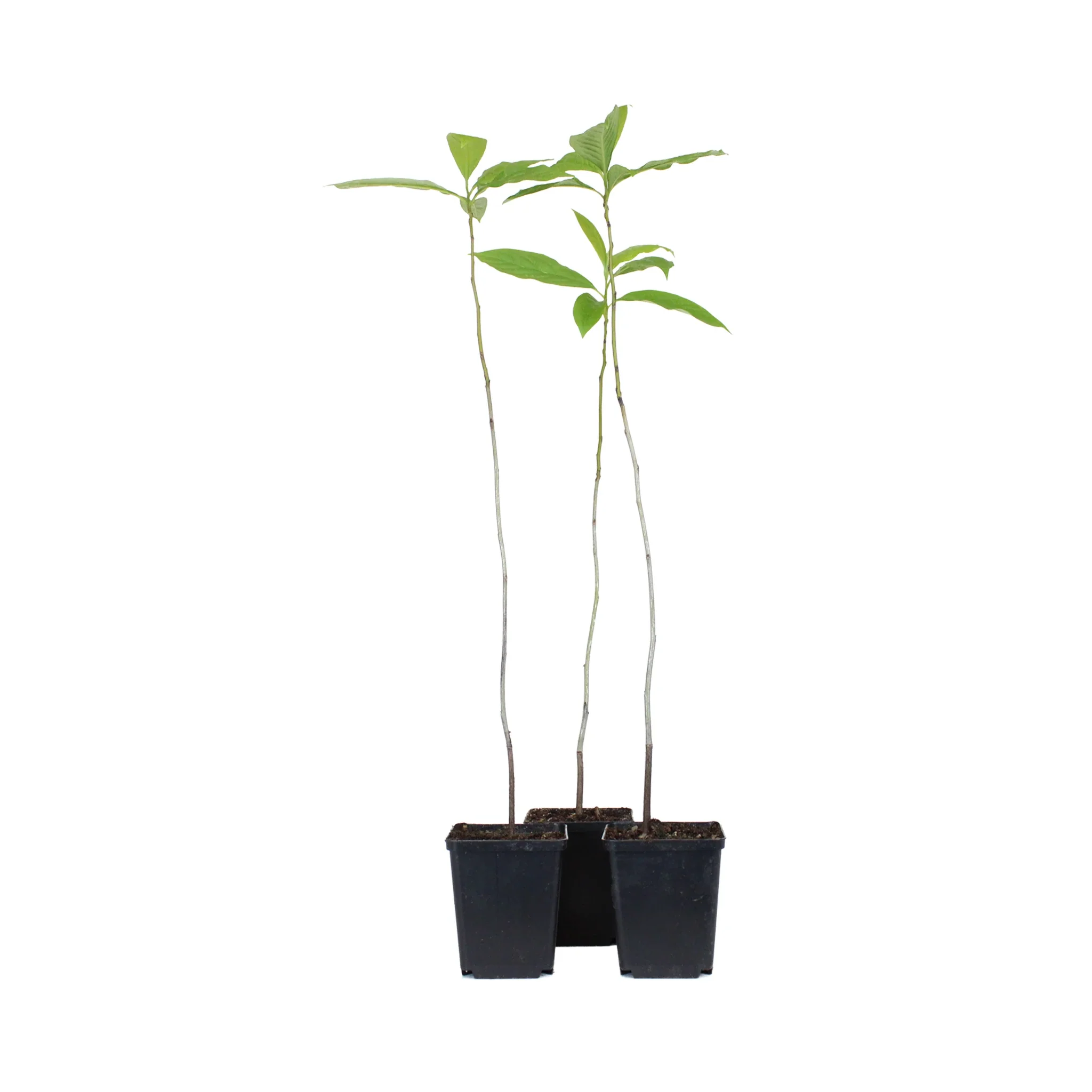Date Plum Persimmon Tree (Diospyros lotus) - Image 3