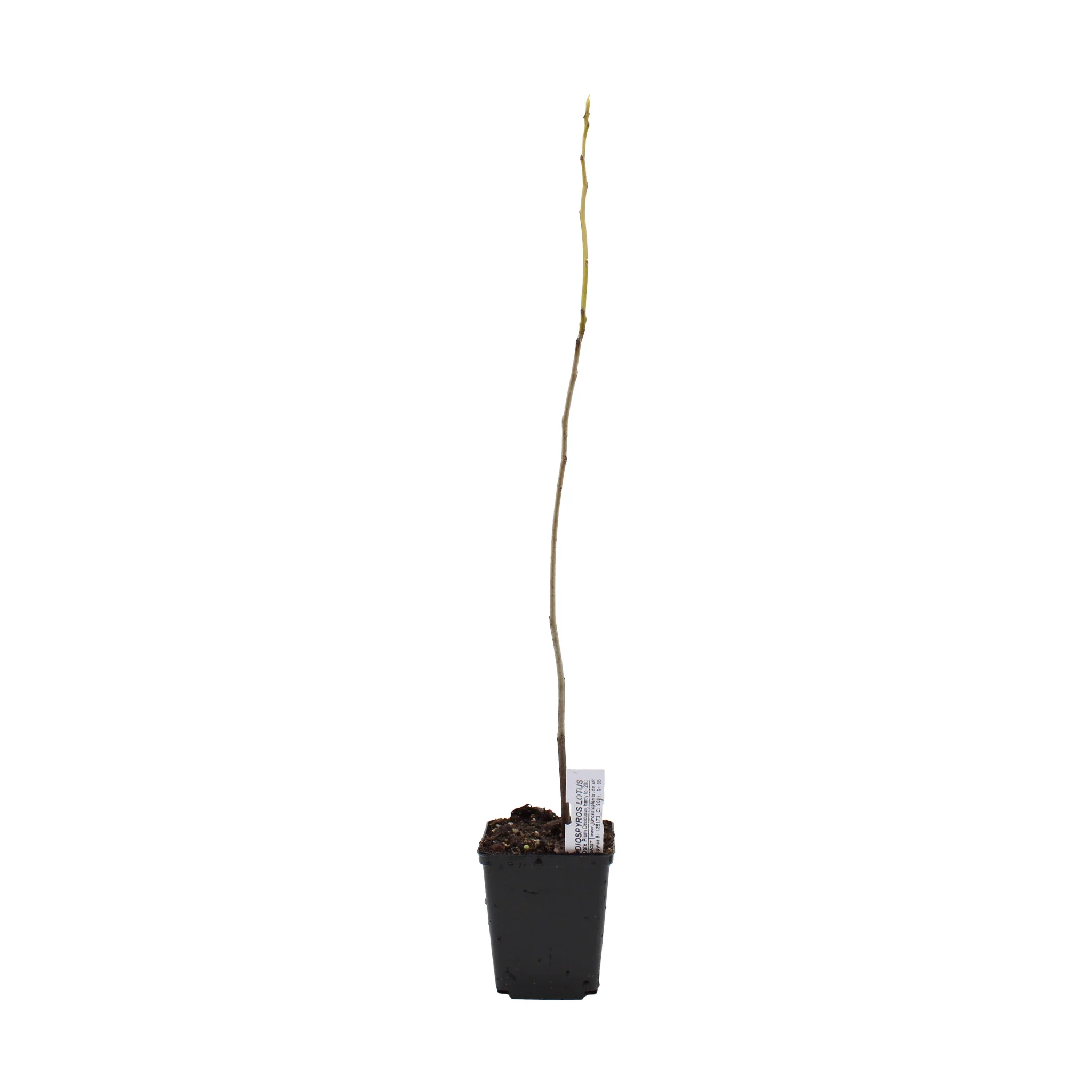 Date Plum Persimmon Tree (Diospyros lotus) - Image 4