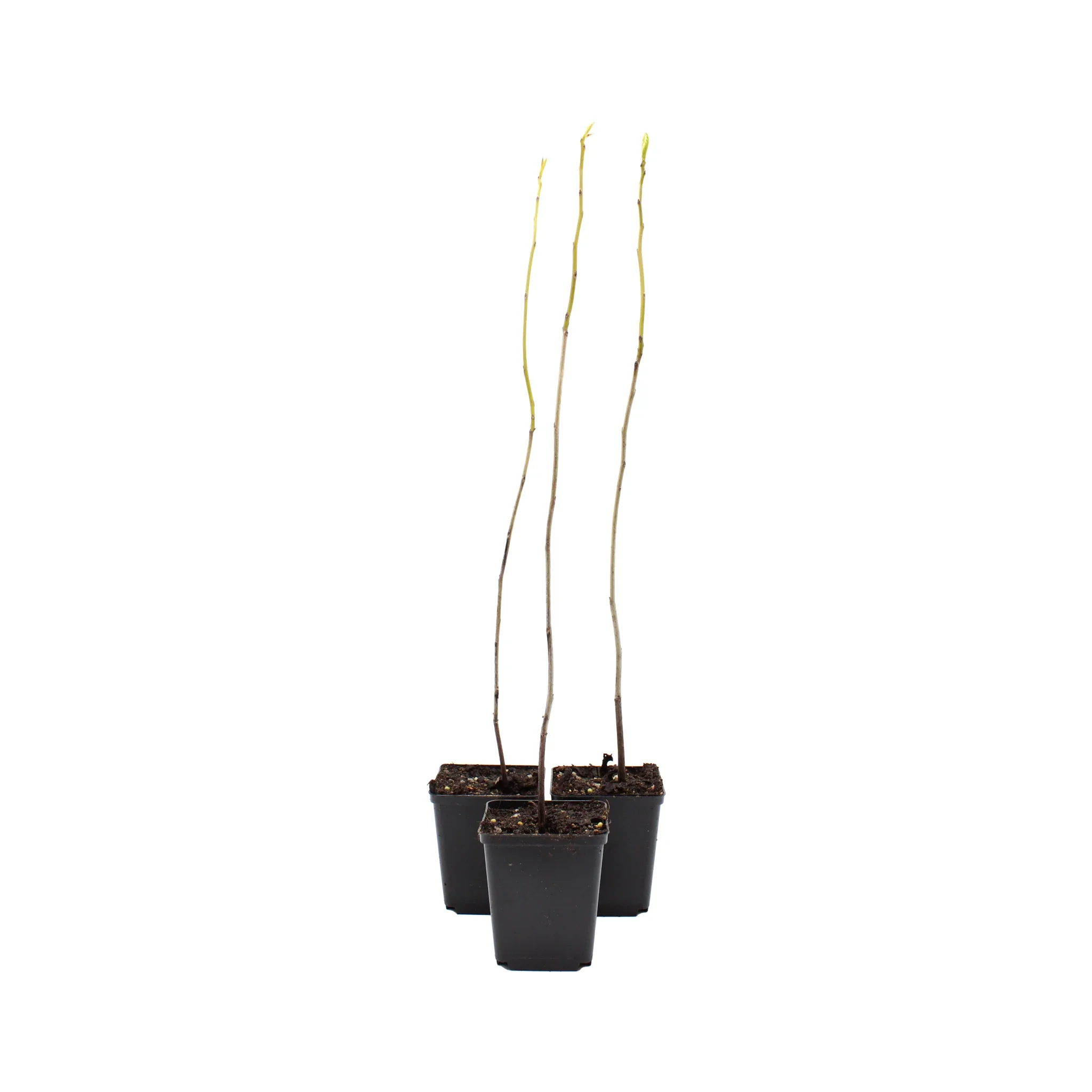 Date Plum Persimmon Tree (Diospyros lotus) - Image 5