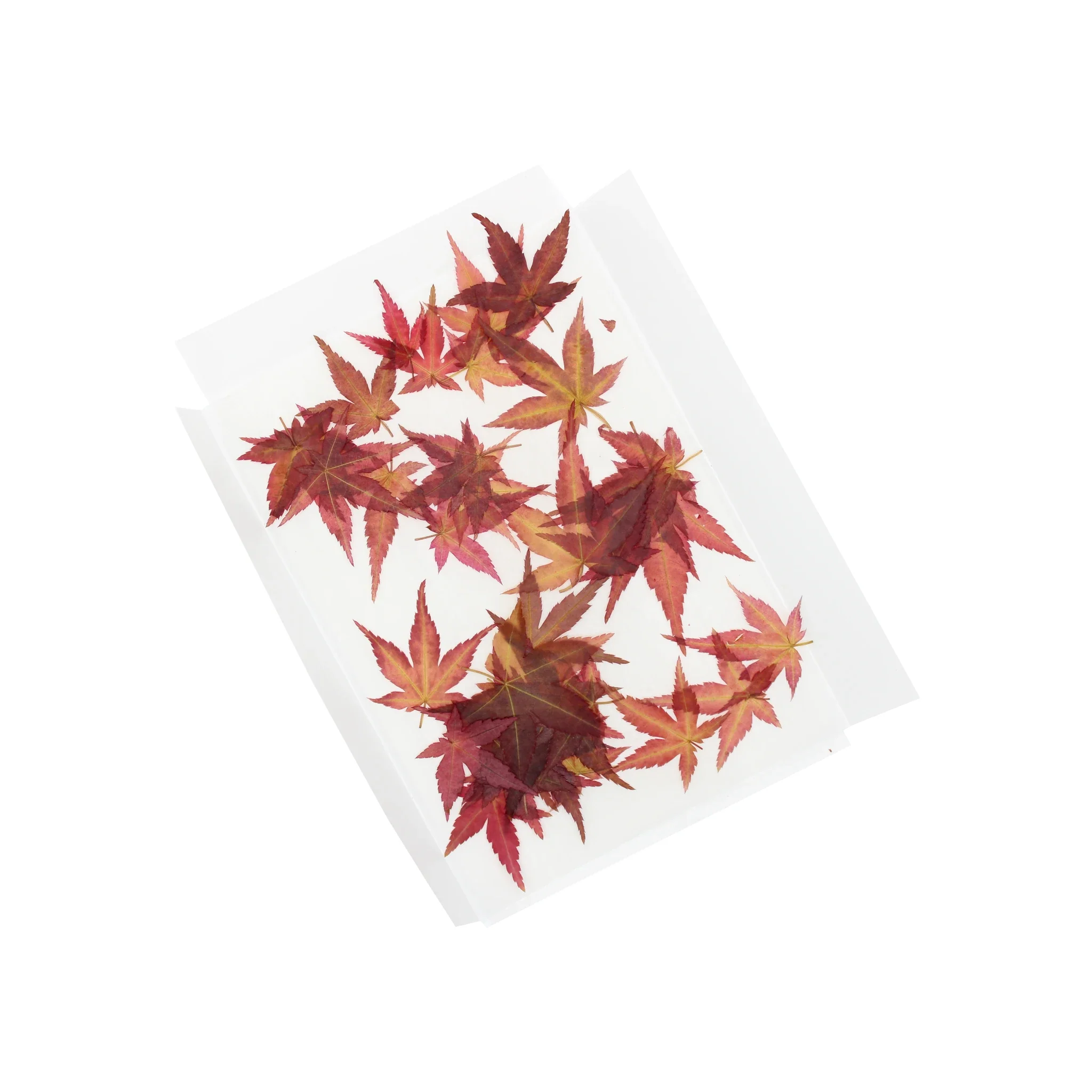 Dried Edible Maple Leaves - 100