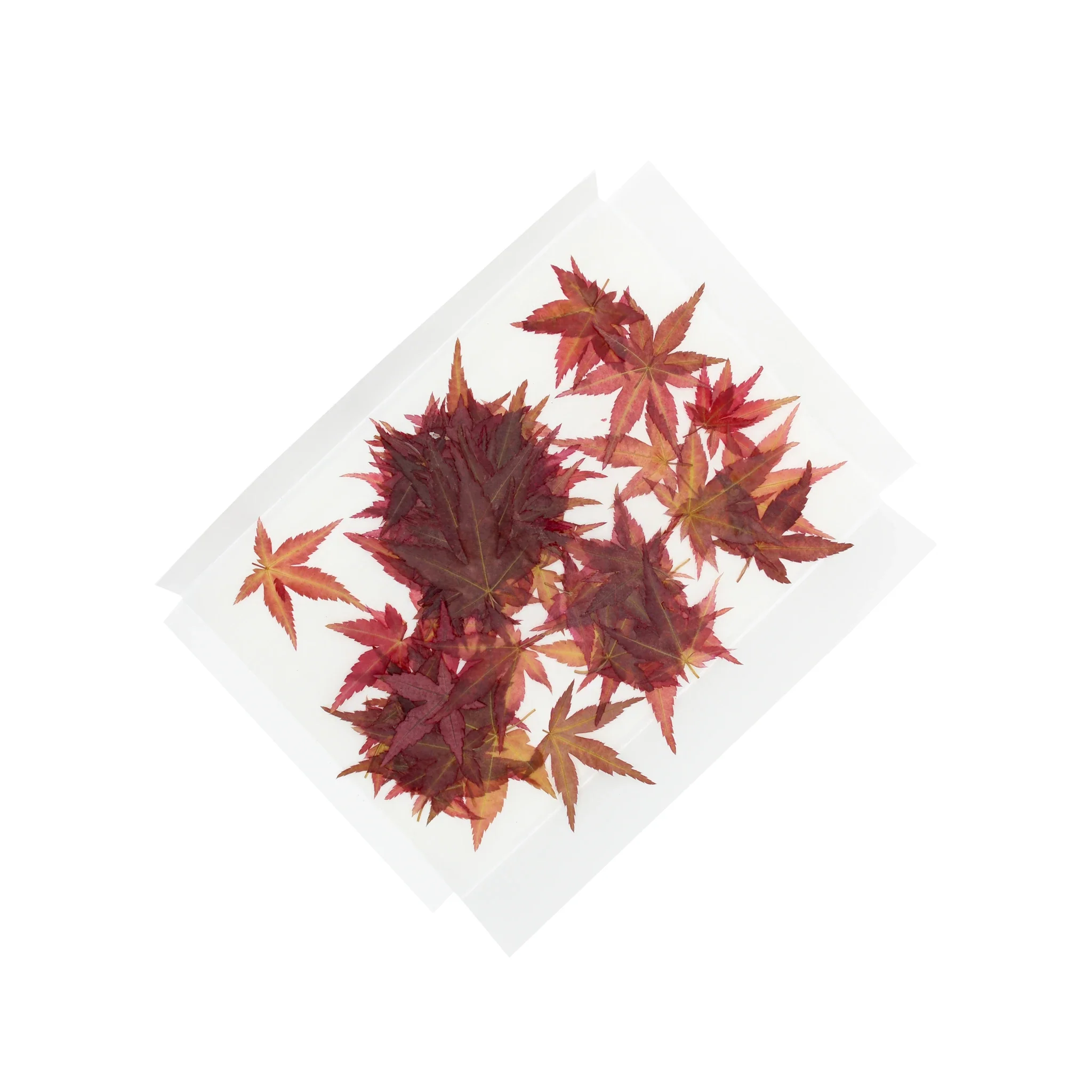 Dried Edible Maple Leaves - 100 - Image 2