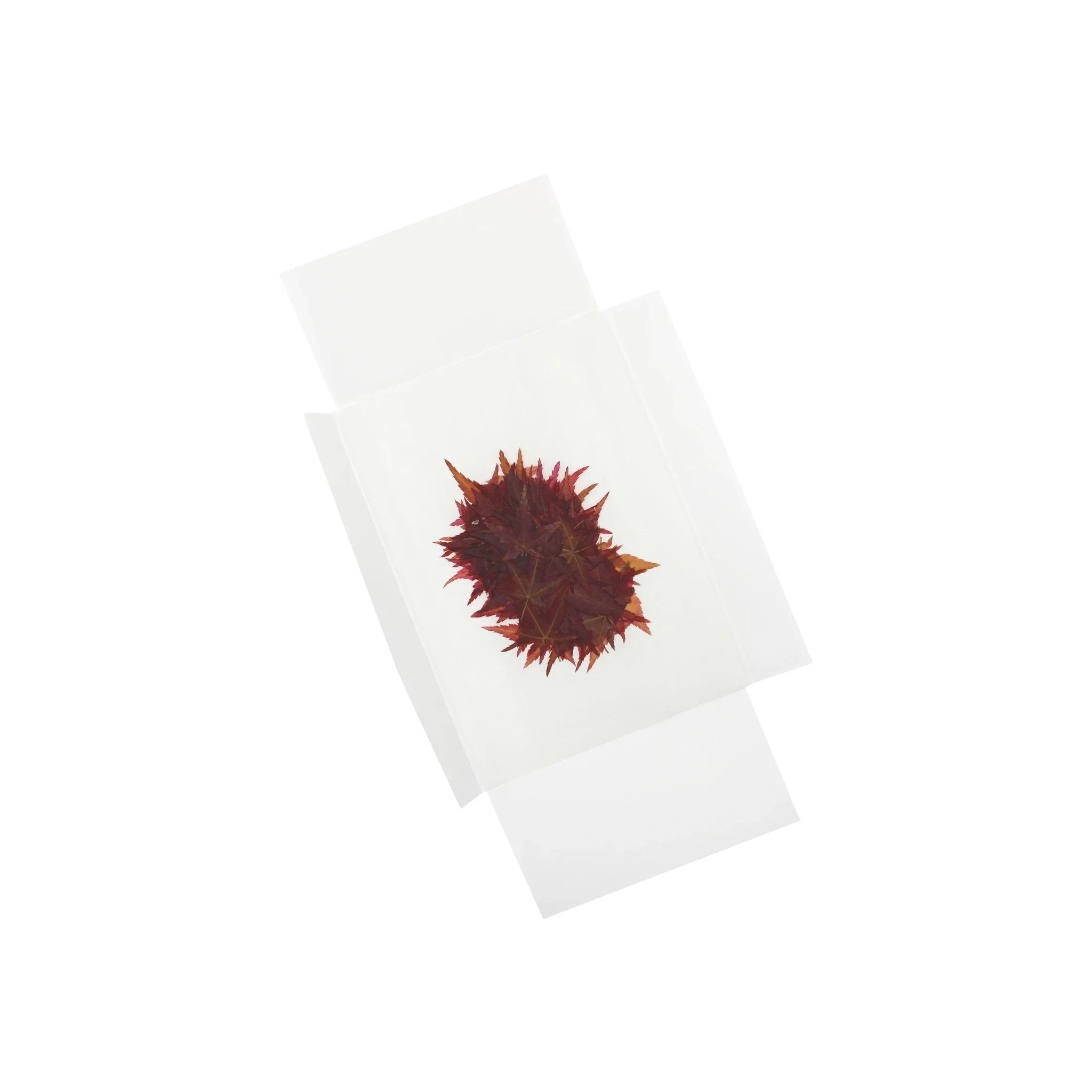 Dried Edible Maple Leaves - 100 - Image 3
