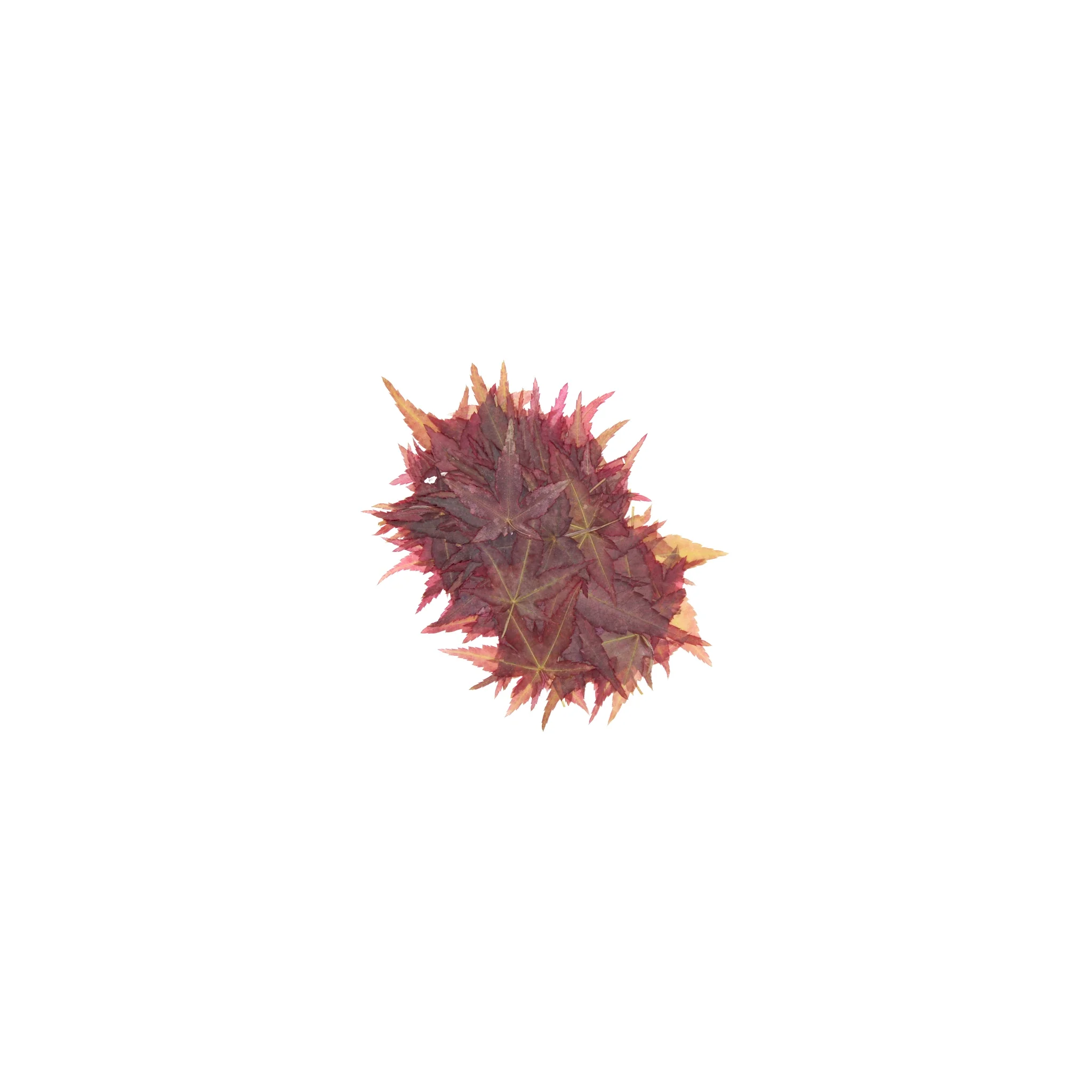 Dried Edible Maple Leaves - 100 - Image 4