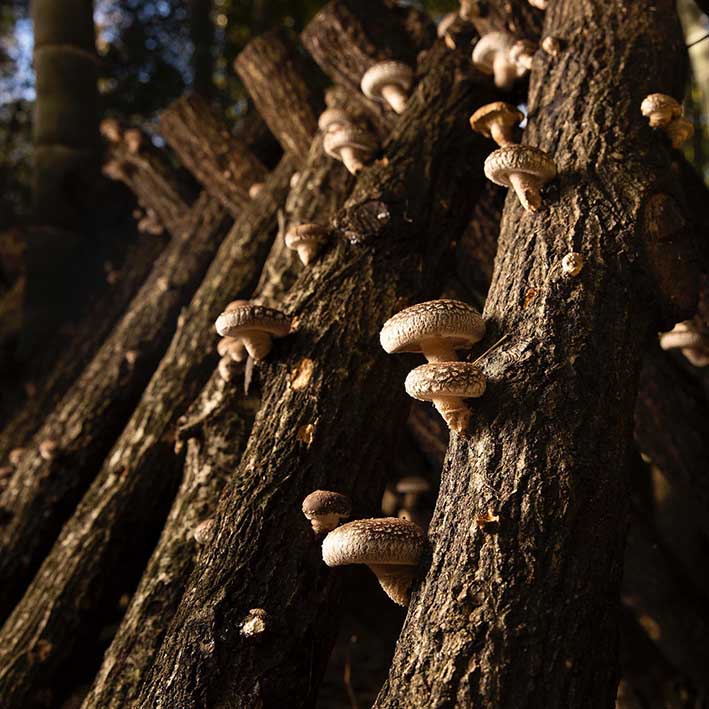 Dried Organic Donko Shiitake Mushrooms 25-42mm - 70g - Image 3