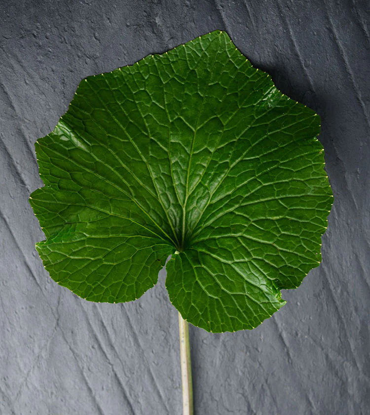 English Wasabi Leaves and Stem - 250g - Image 2