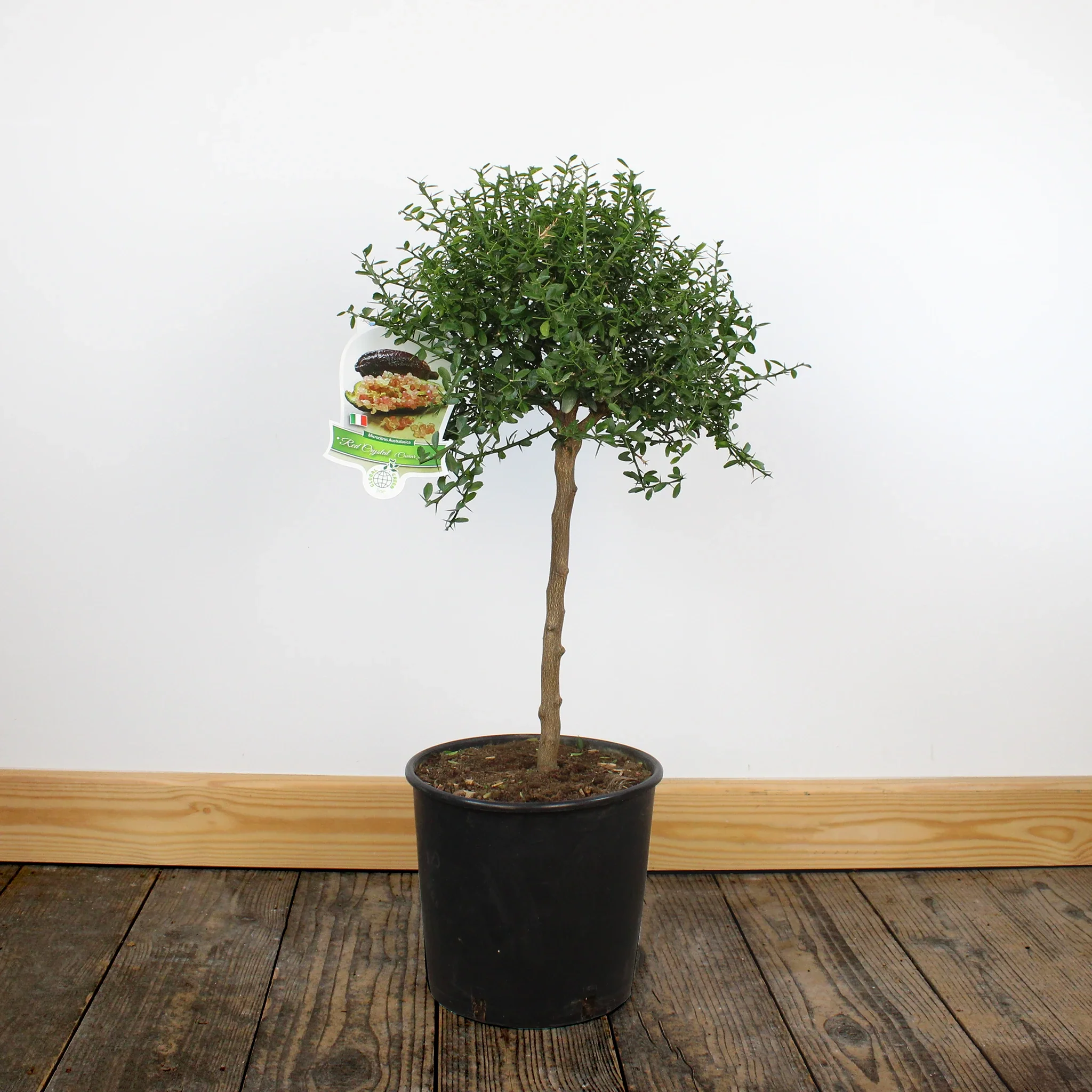 Finger Lime Trees (White, Pink or Red) - Image 10