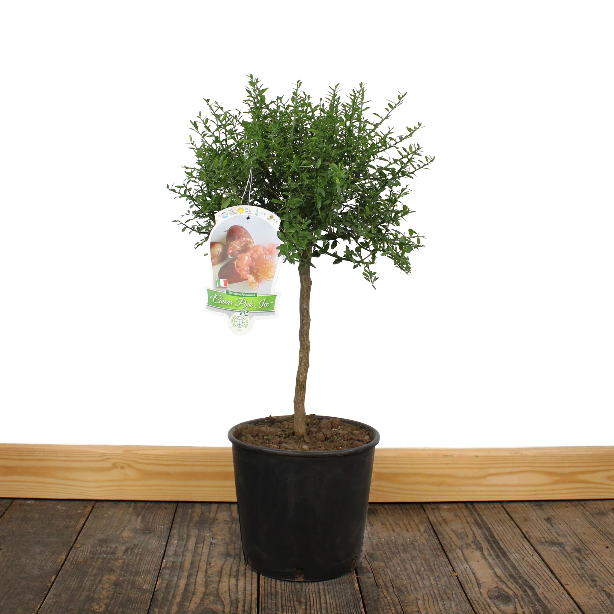Finger Lime Trees (White, Pink or Red) - Image 3