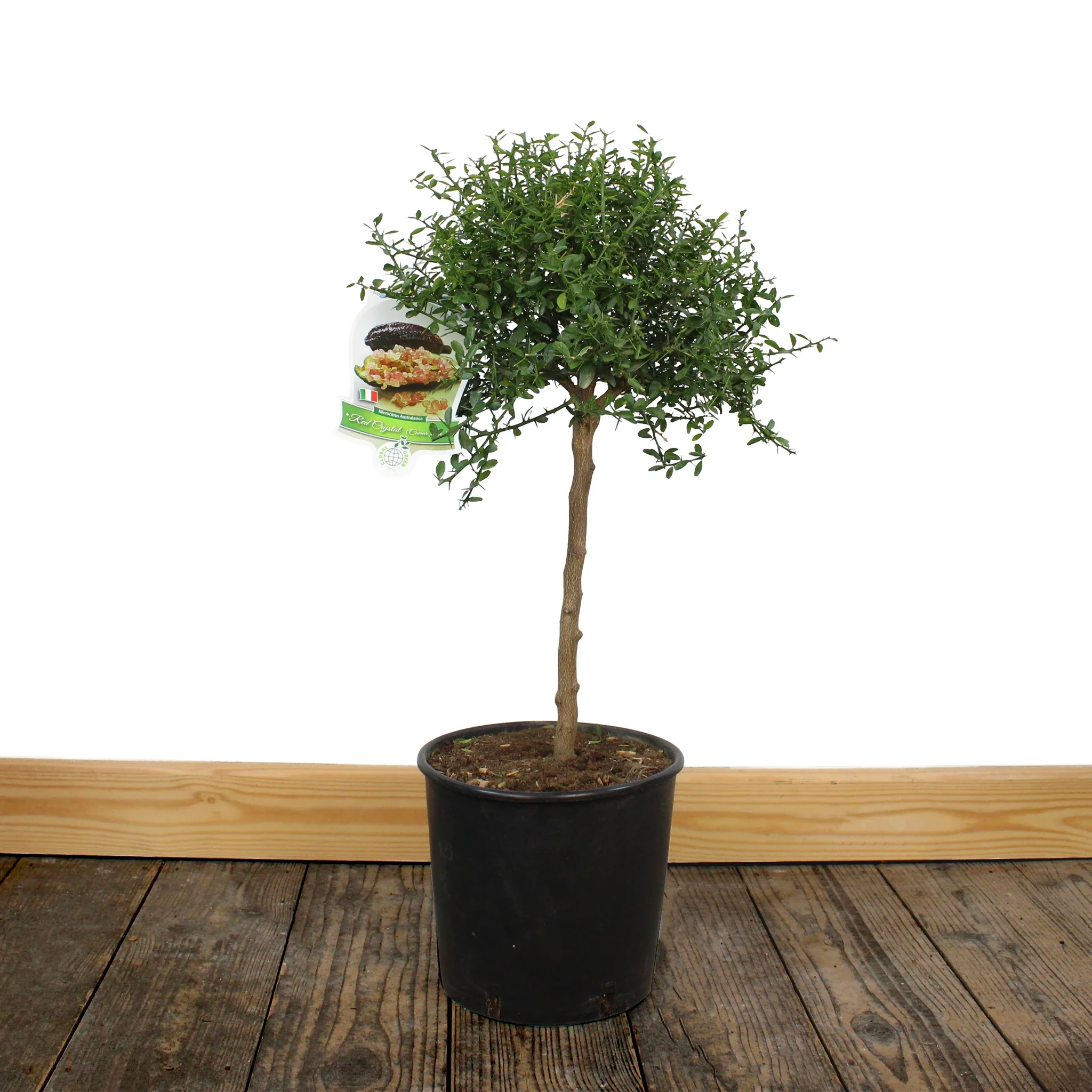 Finger Lime Trees (White, Pink or Red) - Image 4