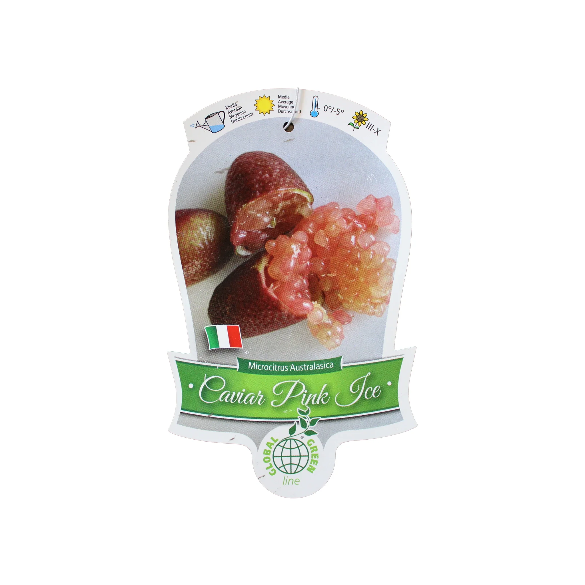 Finger Lime Trees (White, Pink or Red) - Image 5