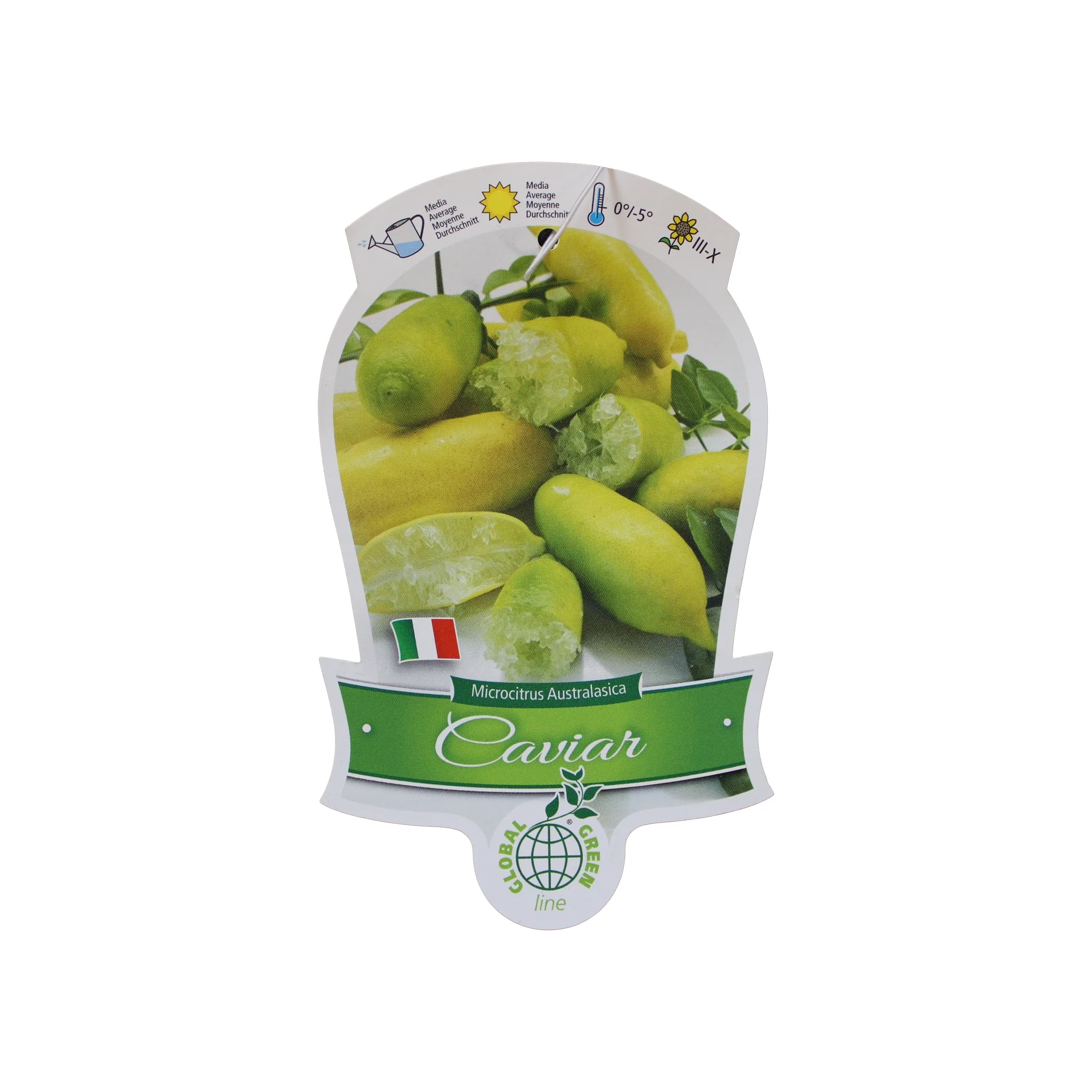 Finger Lime Trees (White, Pink or Red) - Image 6