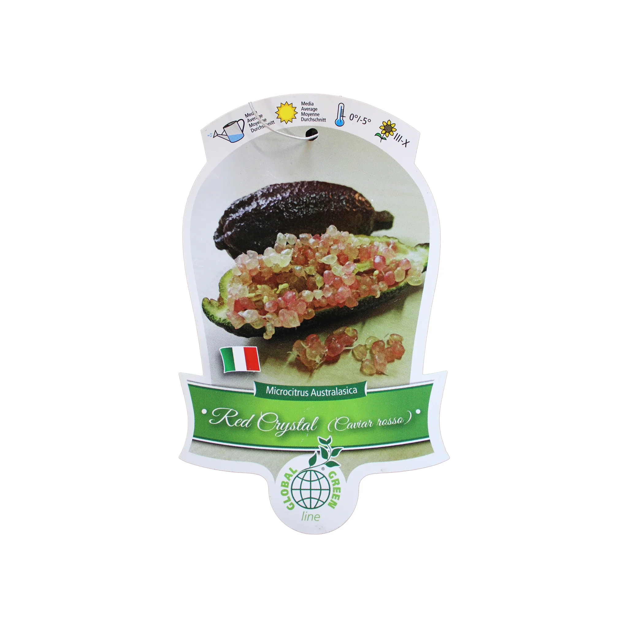 Finger Lime Trees (White, Pink or Red) - Image 7