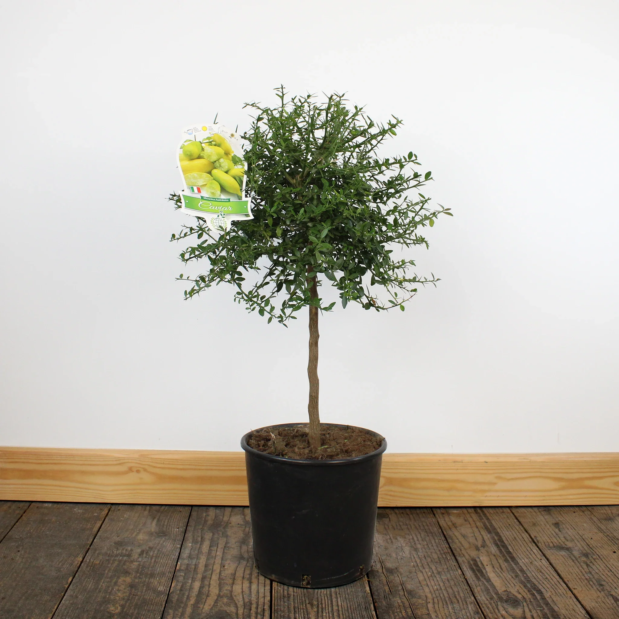 Finger Lime Trees (White, Pink or Red) - Image 8