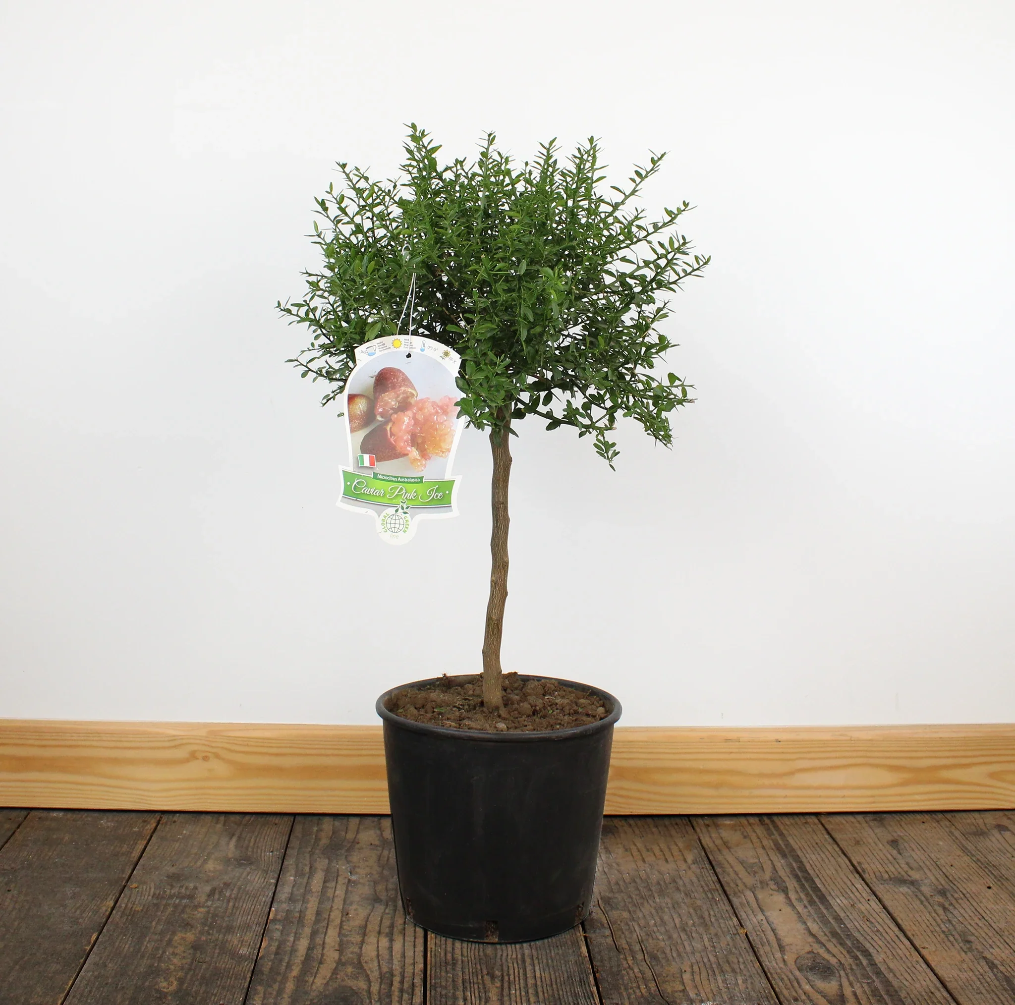 Finger Lime Trees (White, Pink or Red) - Image 9