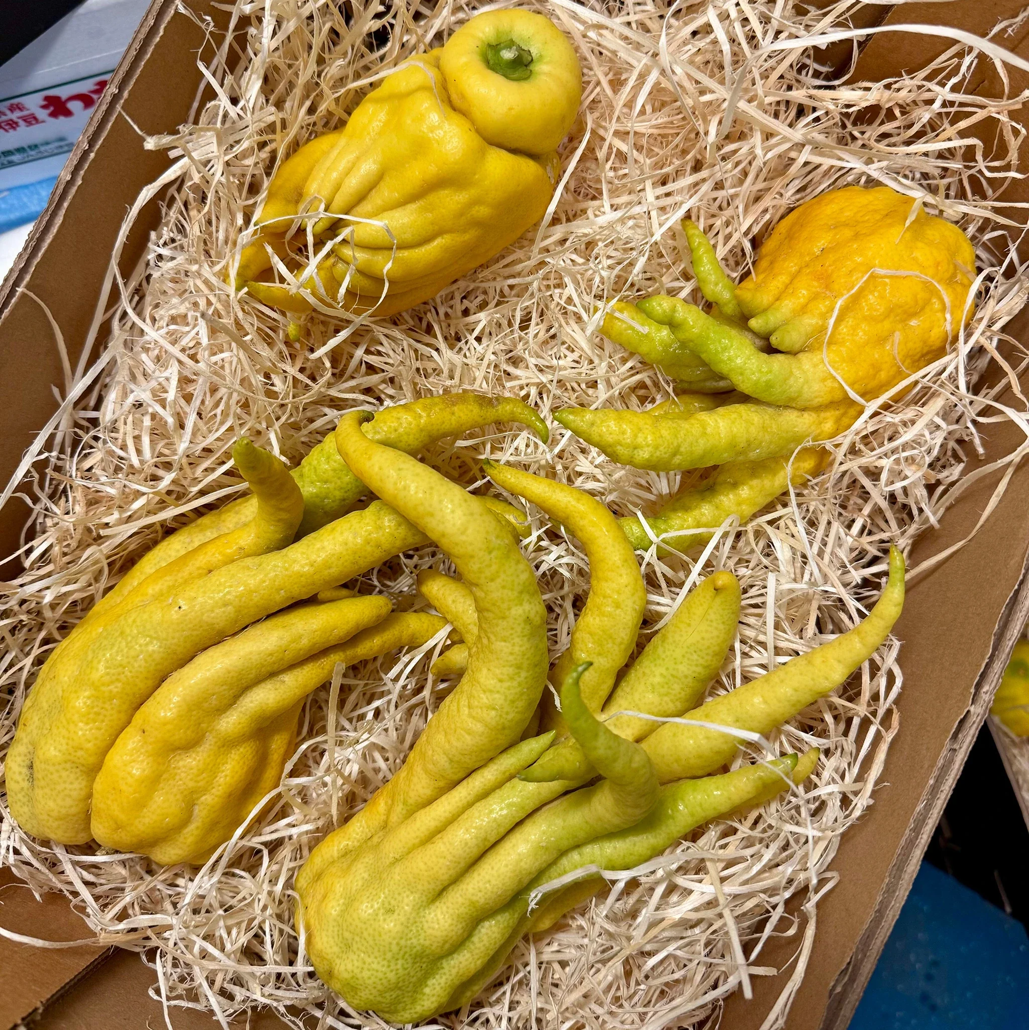 Fresh Buddha's Hands - Each - Image 2