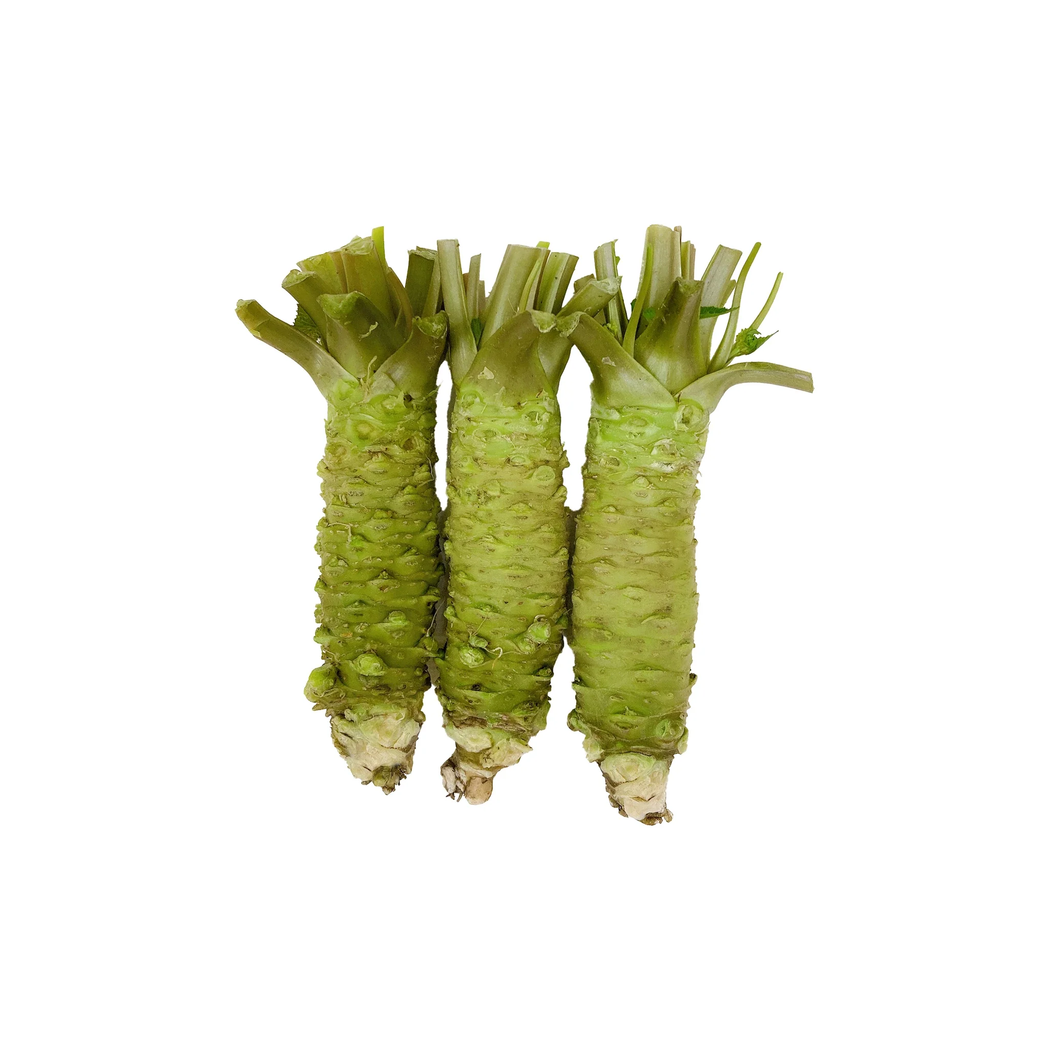 Fresh Japanese Wasabi - 250g