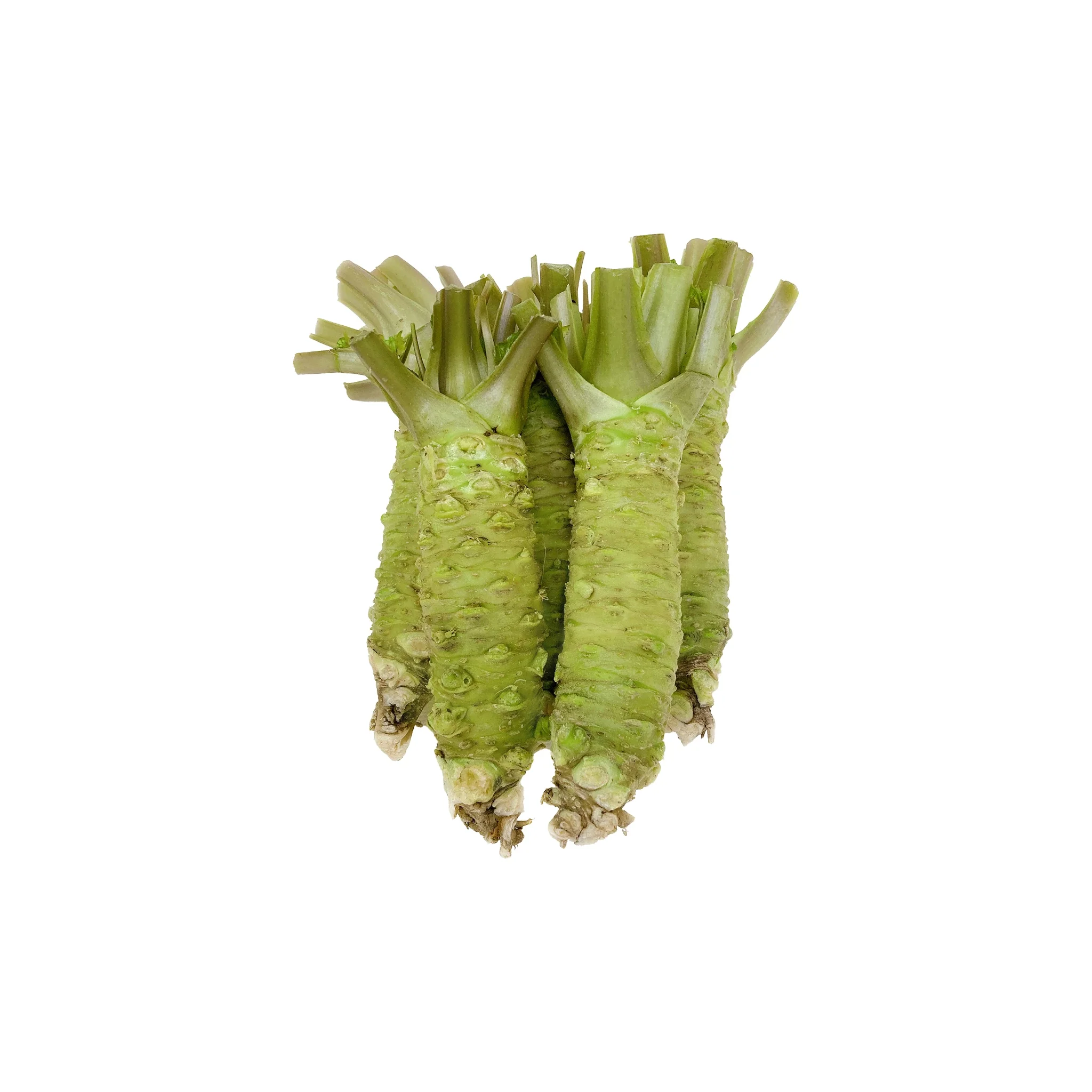 Fresh Japanese Wasabi - 500g