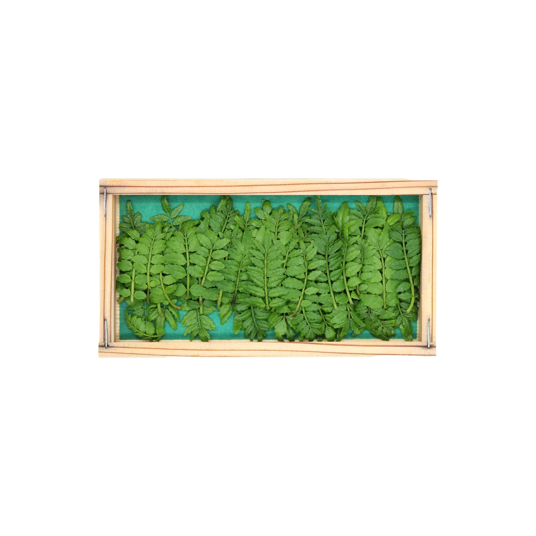 Fresh Kinome Leaves - 5g