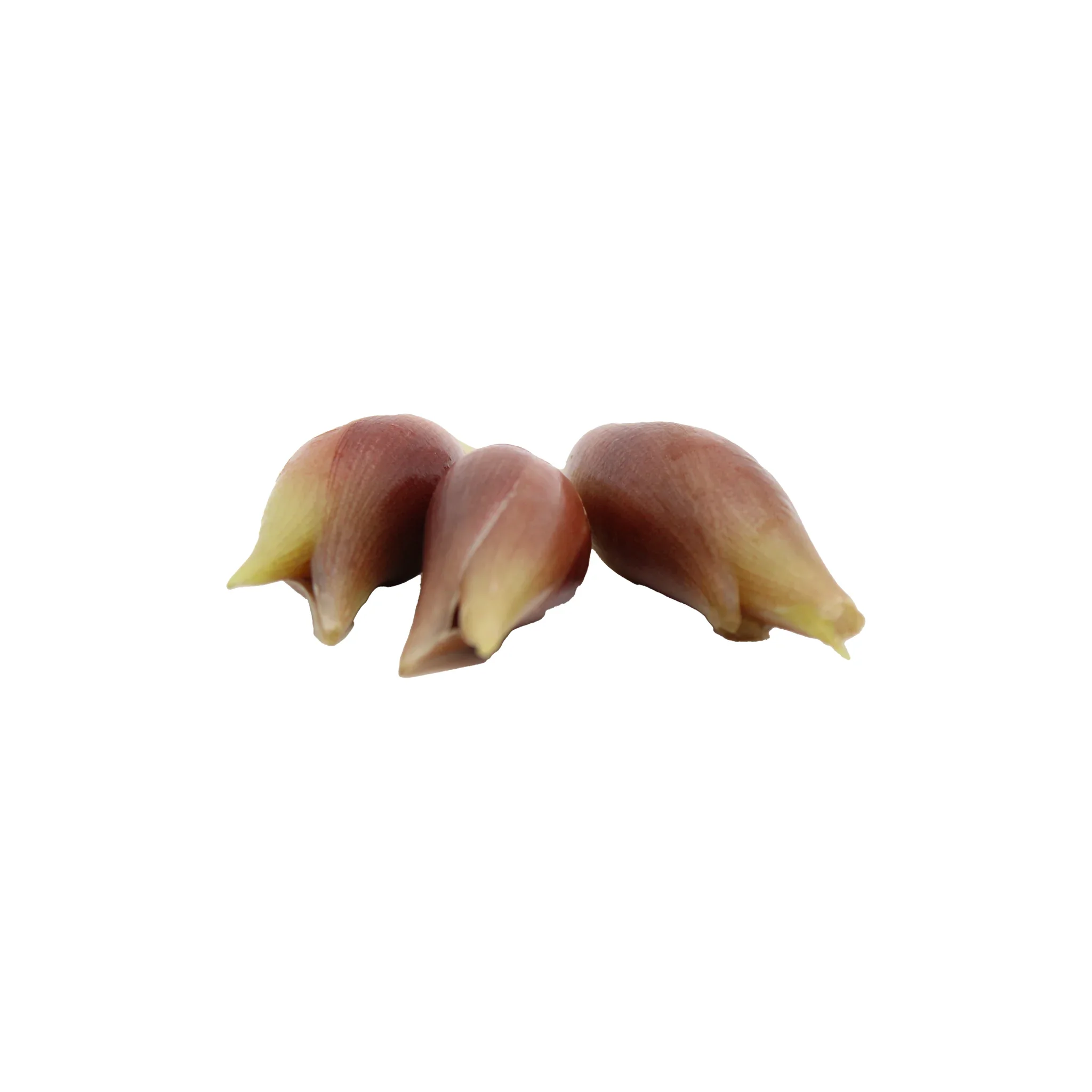 Fresh Myoga Japanese Ginger Buds 50g - Image 2