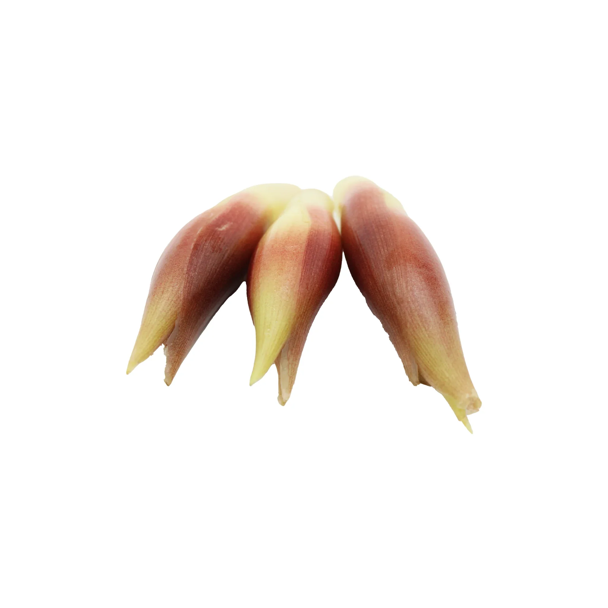 Fresh Myoga Japanese Ginger Buds 50g - Image 4