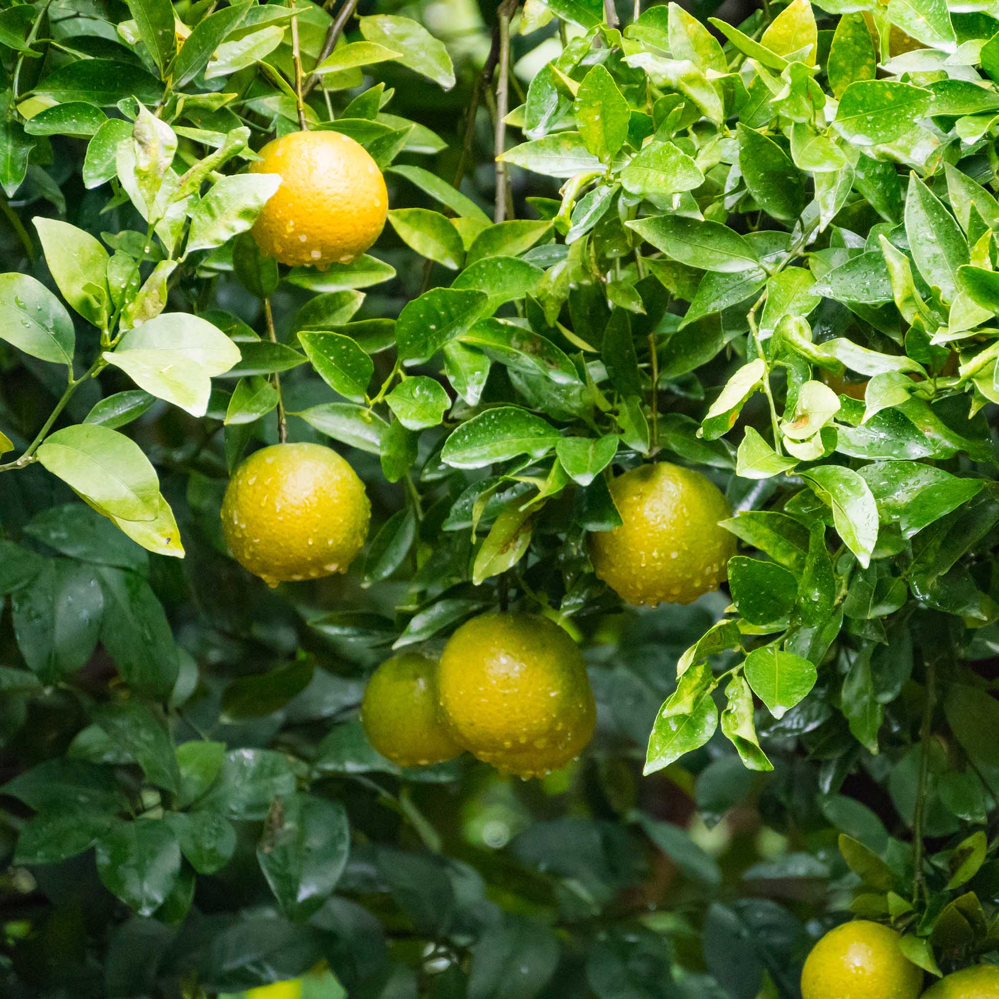 Fresh Shikuwasa Fruit - Image 7