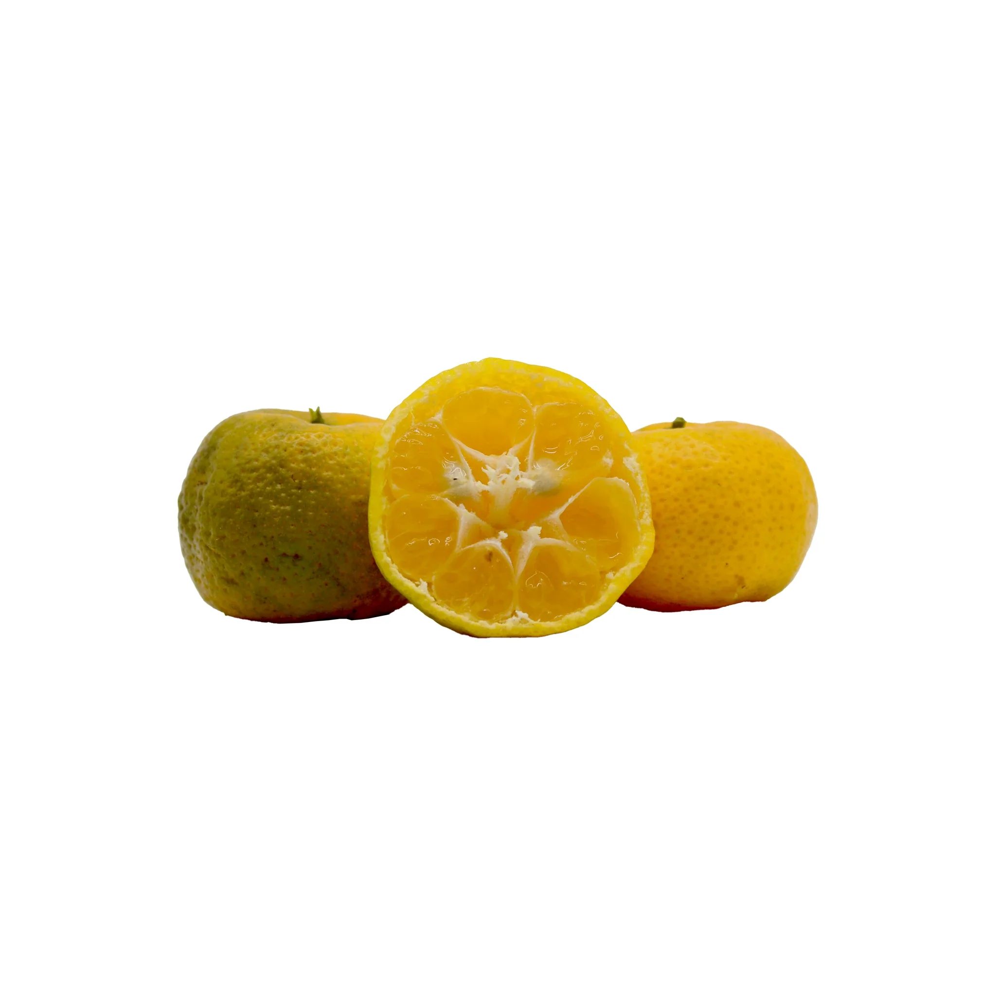 Fresh Tachibana - Image 7