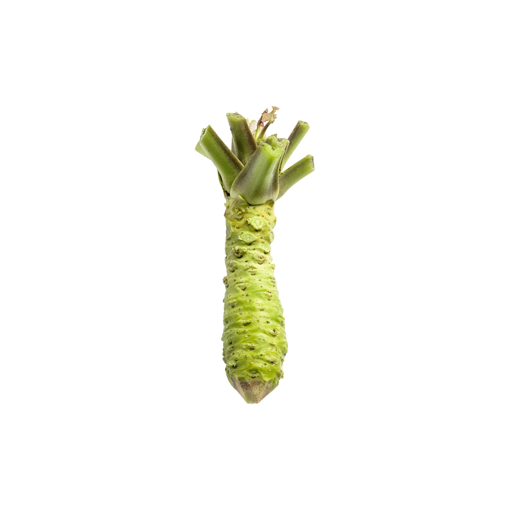 Fresh Wasabi Pro & Grow Kit - Image 3