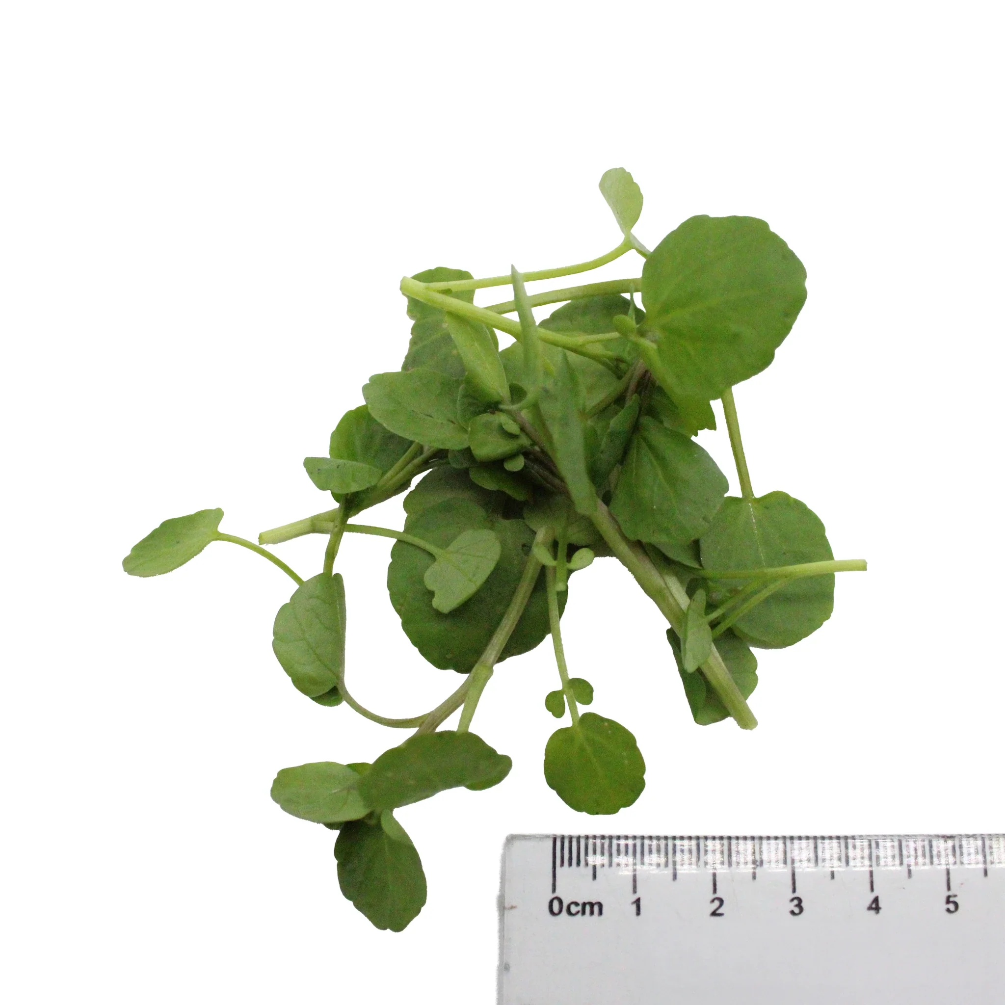 Fresh Young Watercress - 1kg - Image 2