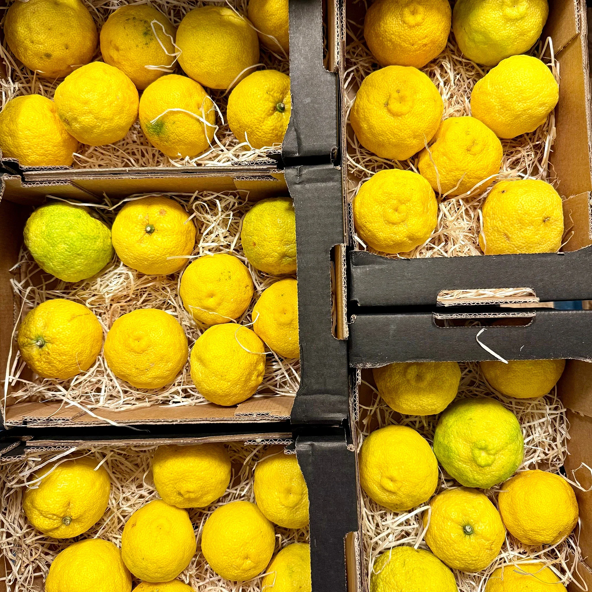 Fresh Yuzu - Image 2