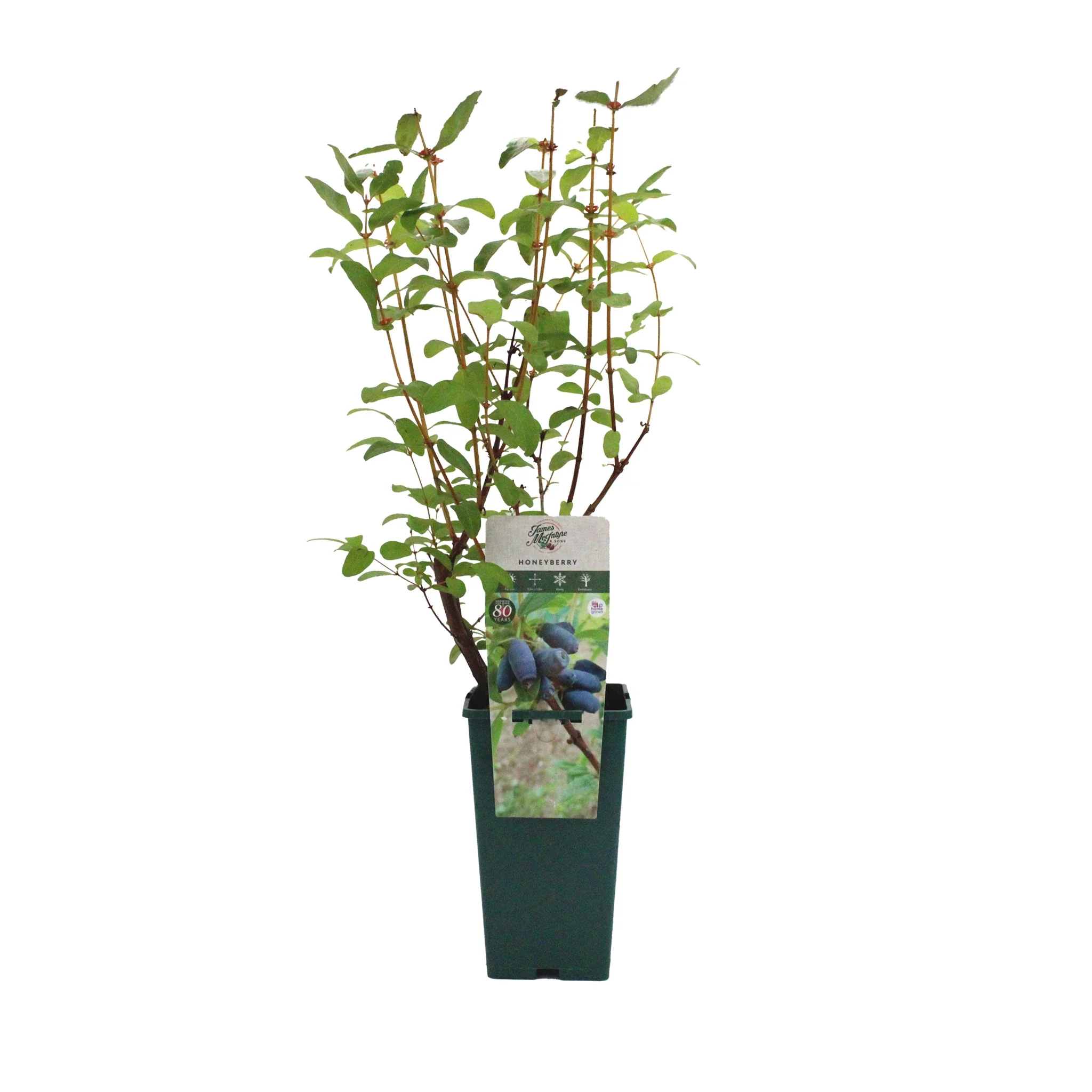 Honeyberry Plant - Aurora