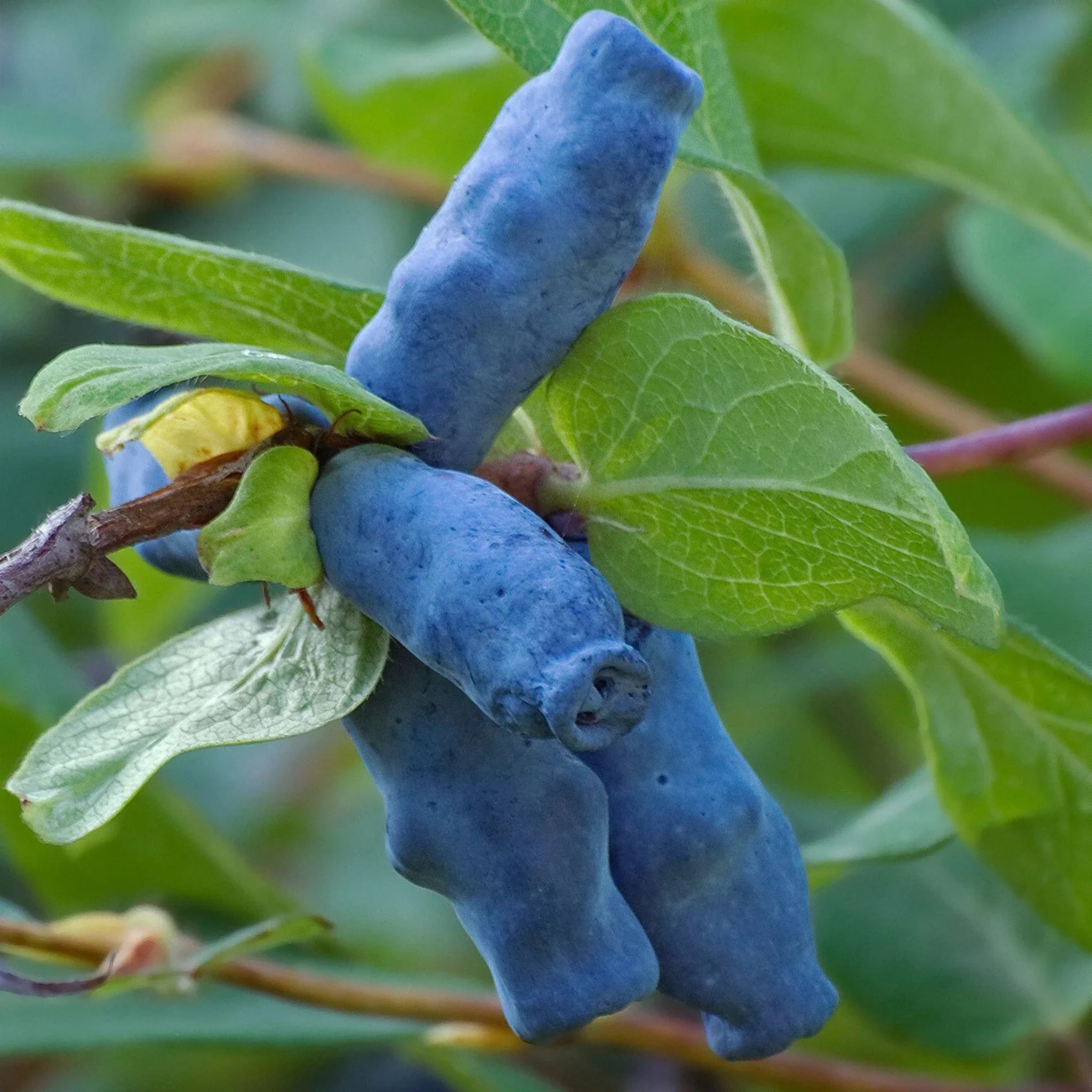 Honeyberry Plant - Aurora - Image 2
