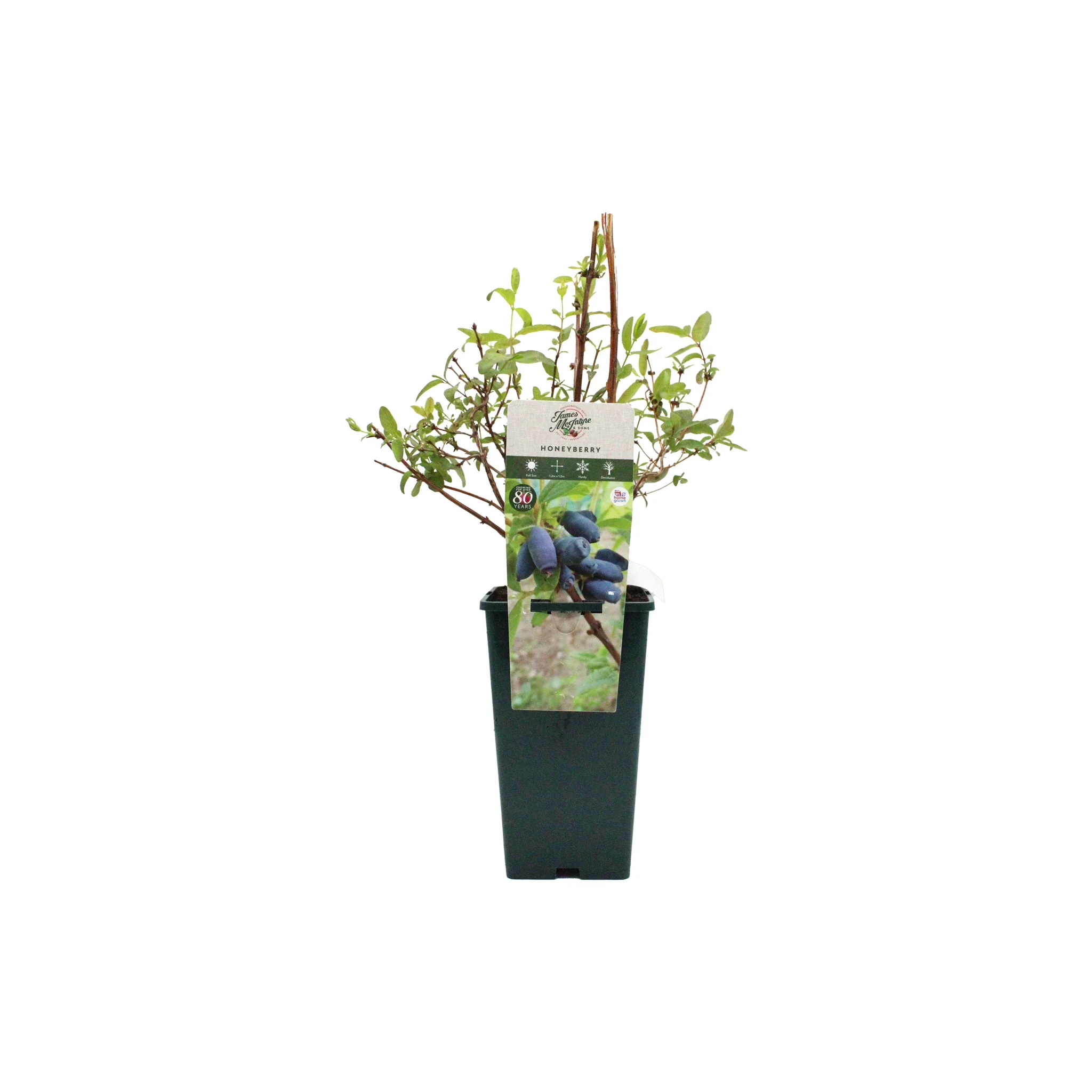 Honeyberry Plant - Aurora - Image 4