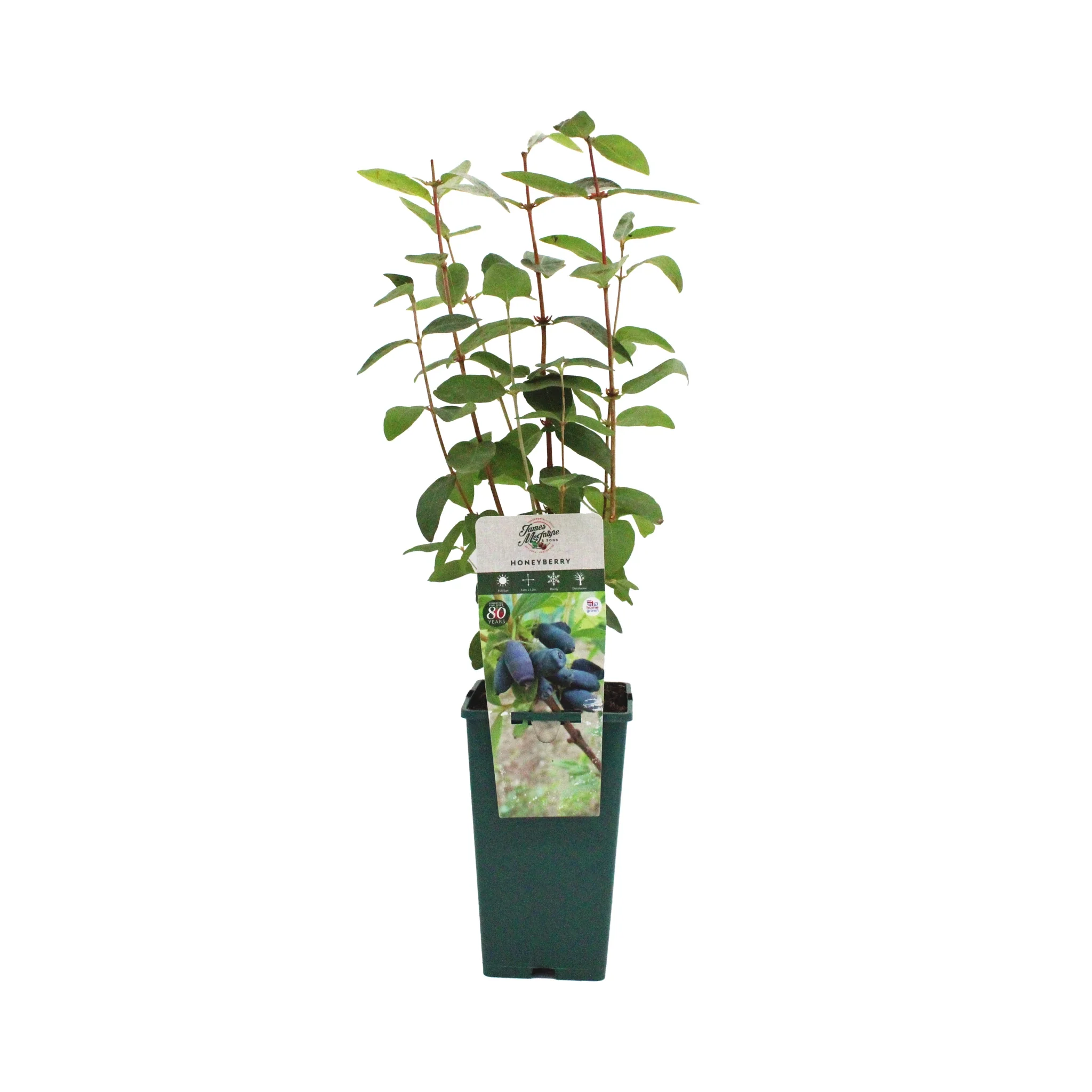 Honeyberry Plant - Blue Banana