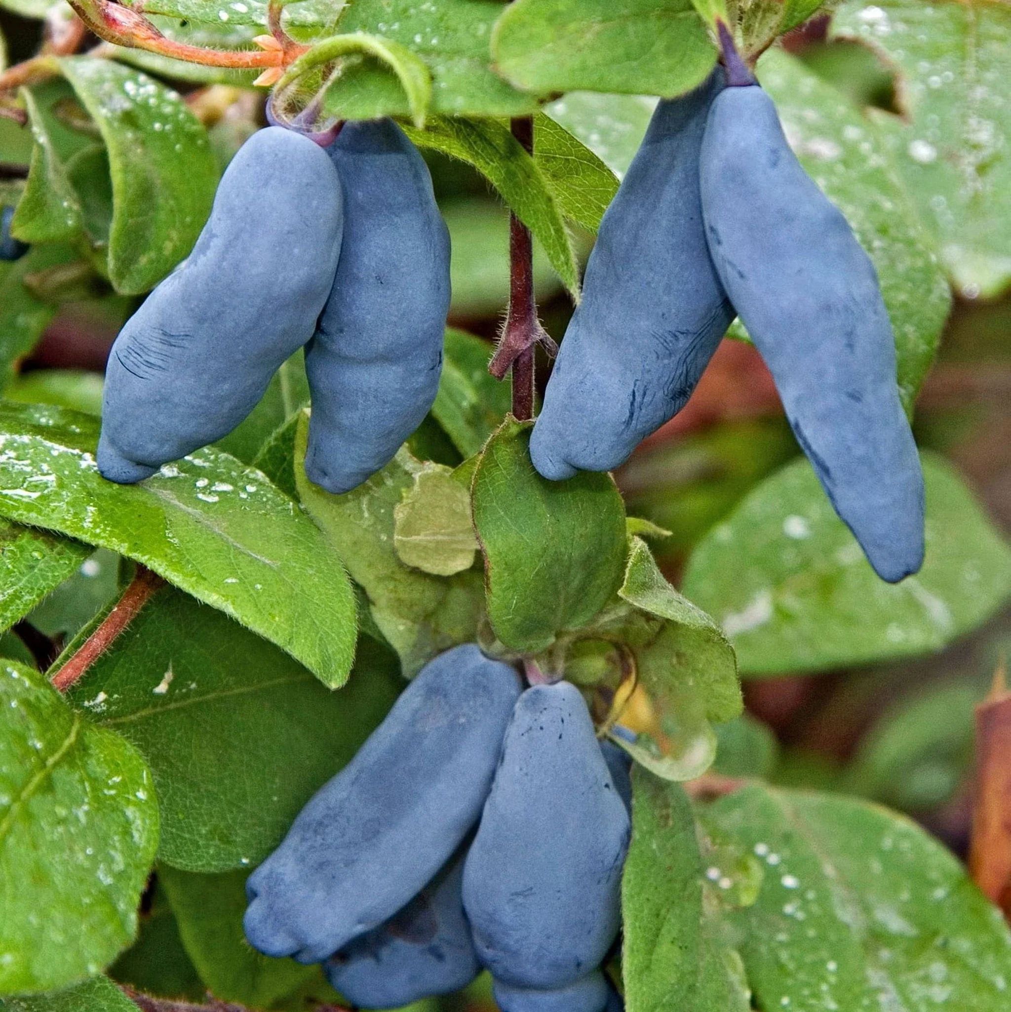 Honeyberry Plant - Blue Banana - Image 2