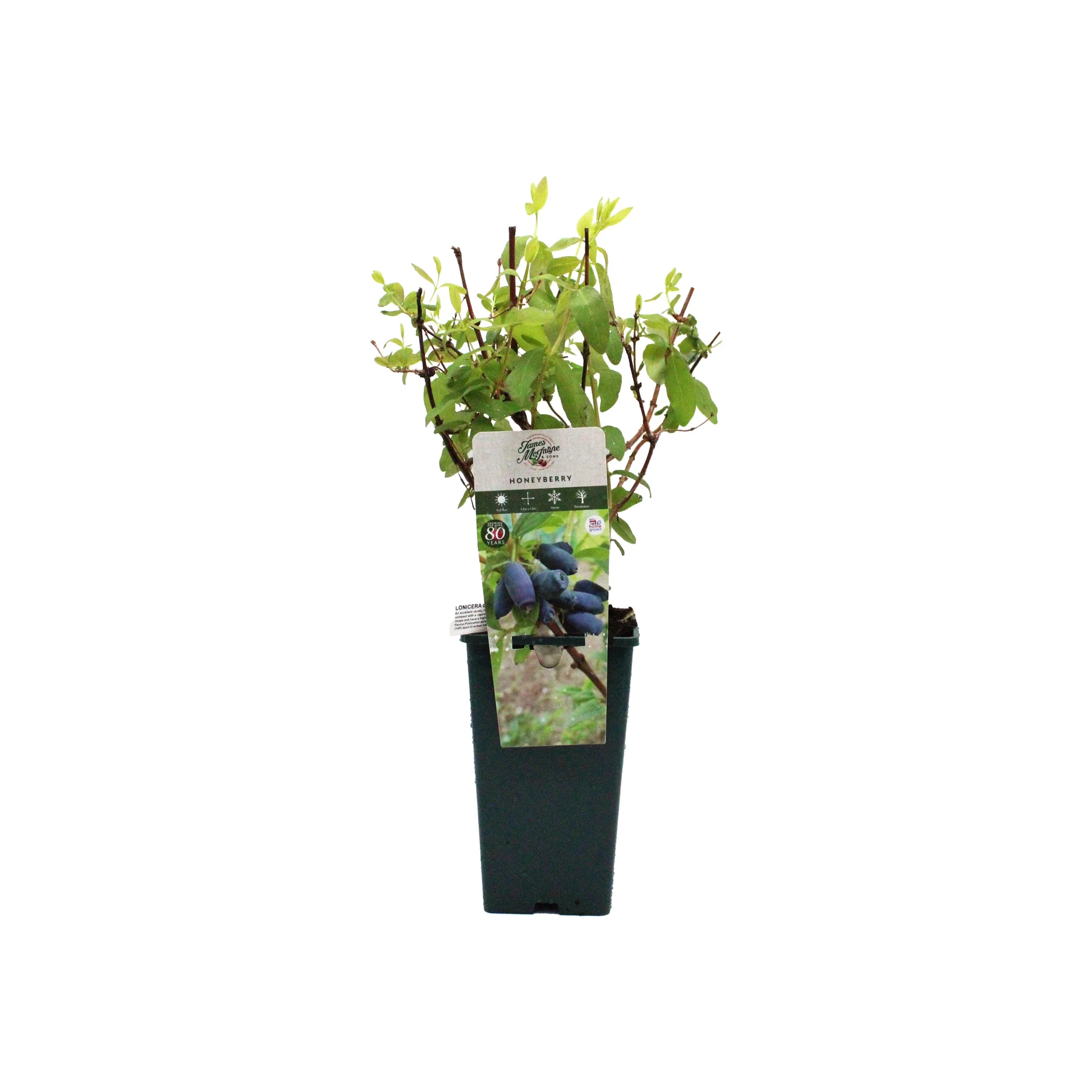 Honeyberry Plant - Blue Banana - Image 4