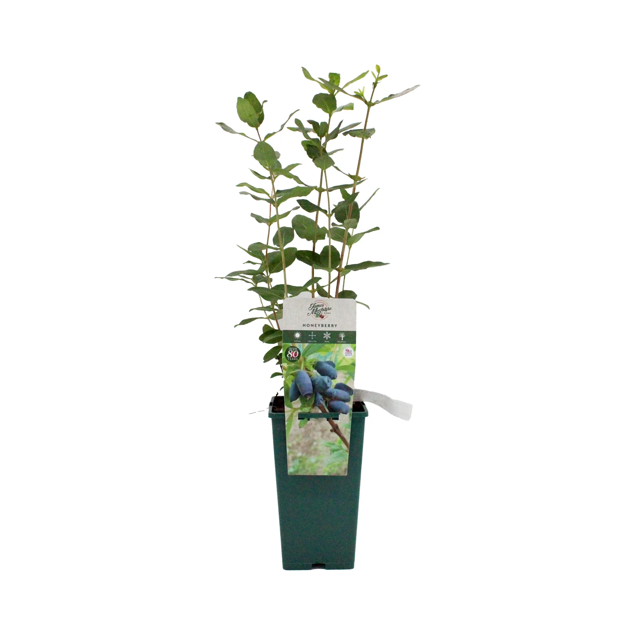 Honeyberry Plant - Blue Treasure