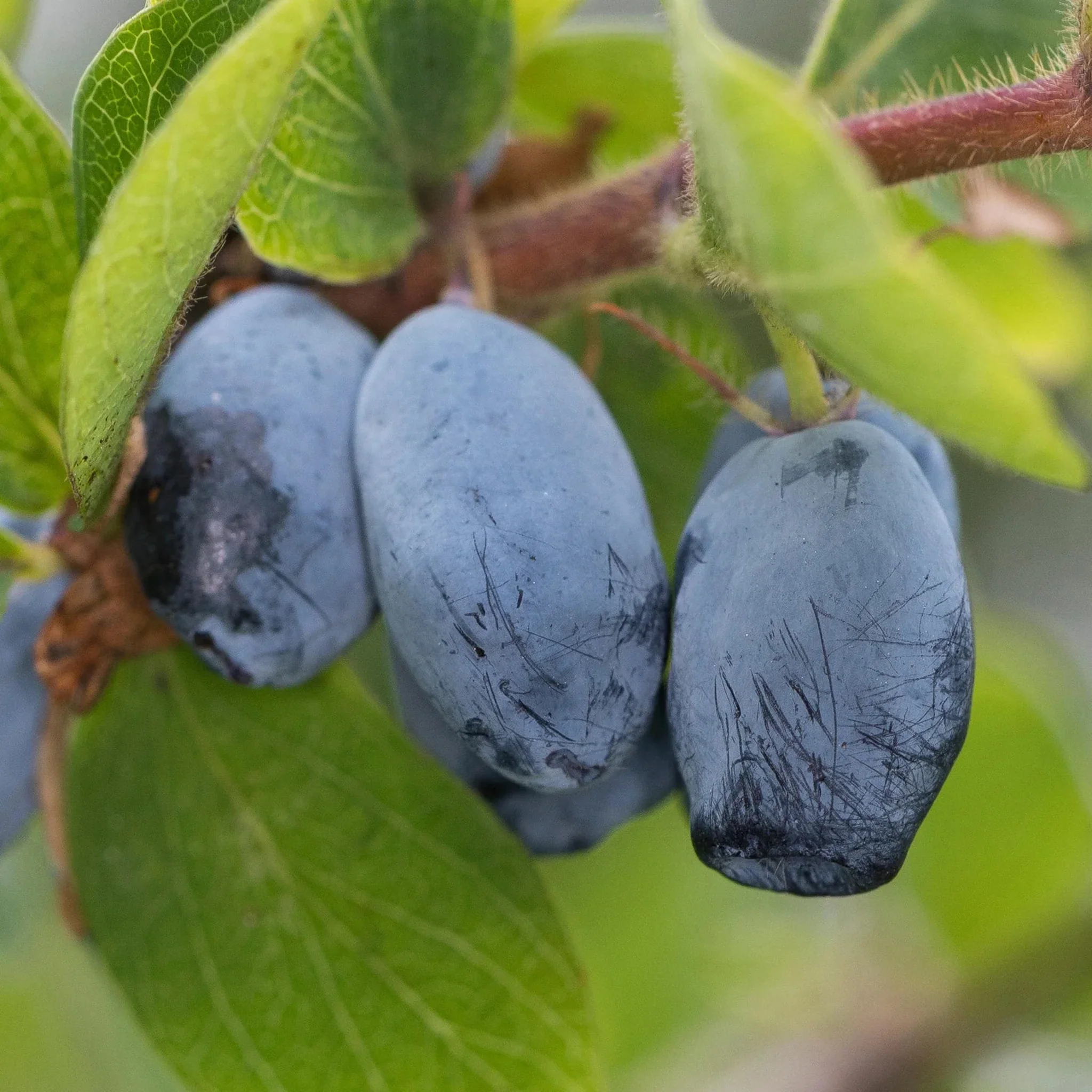 Honeyberry Plant - Blue Treasure - Image 2