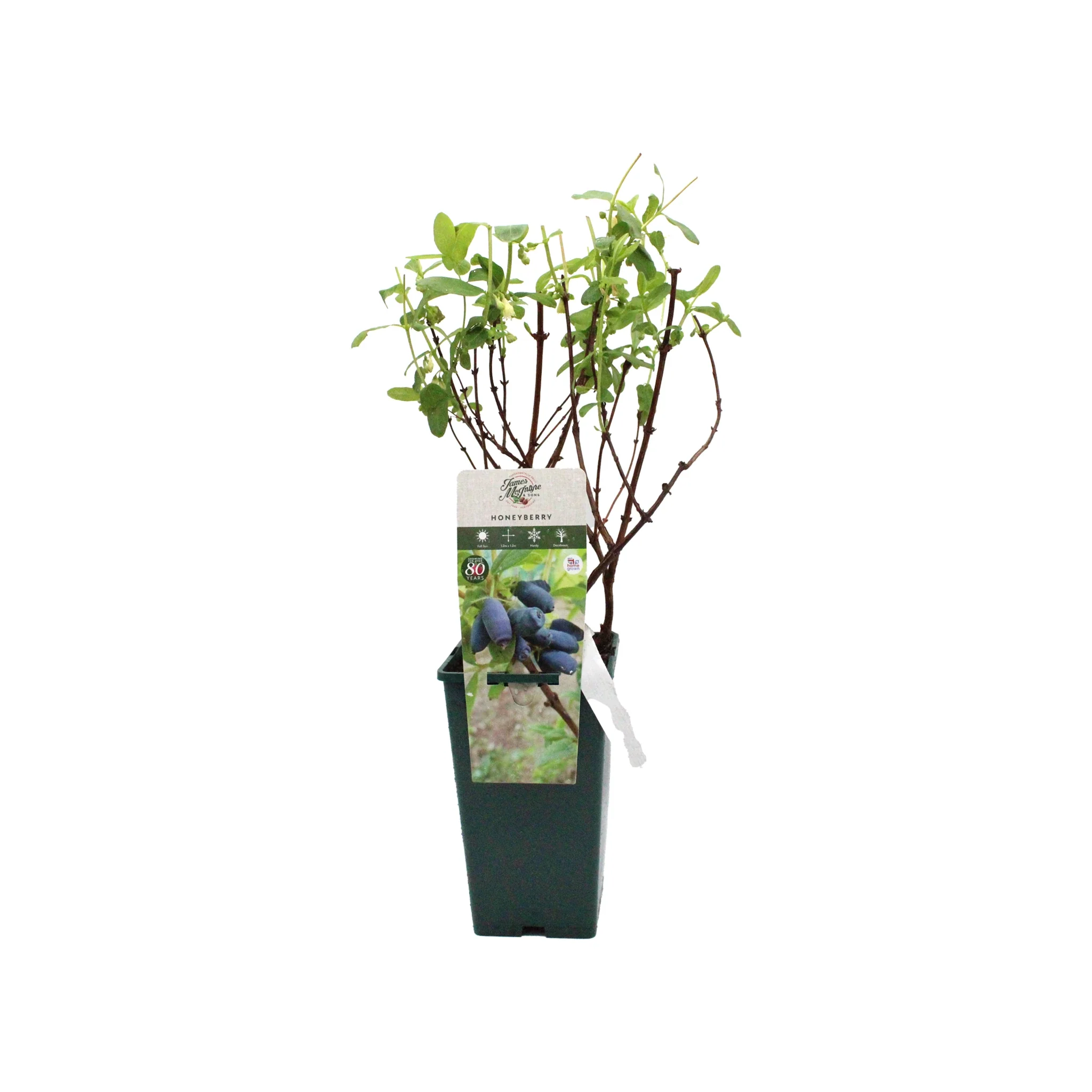 Honeyberry Plant - Blue Treasure - Image 4