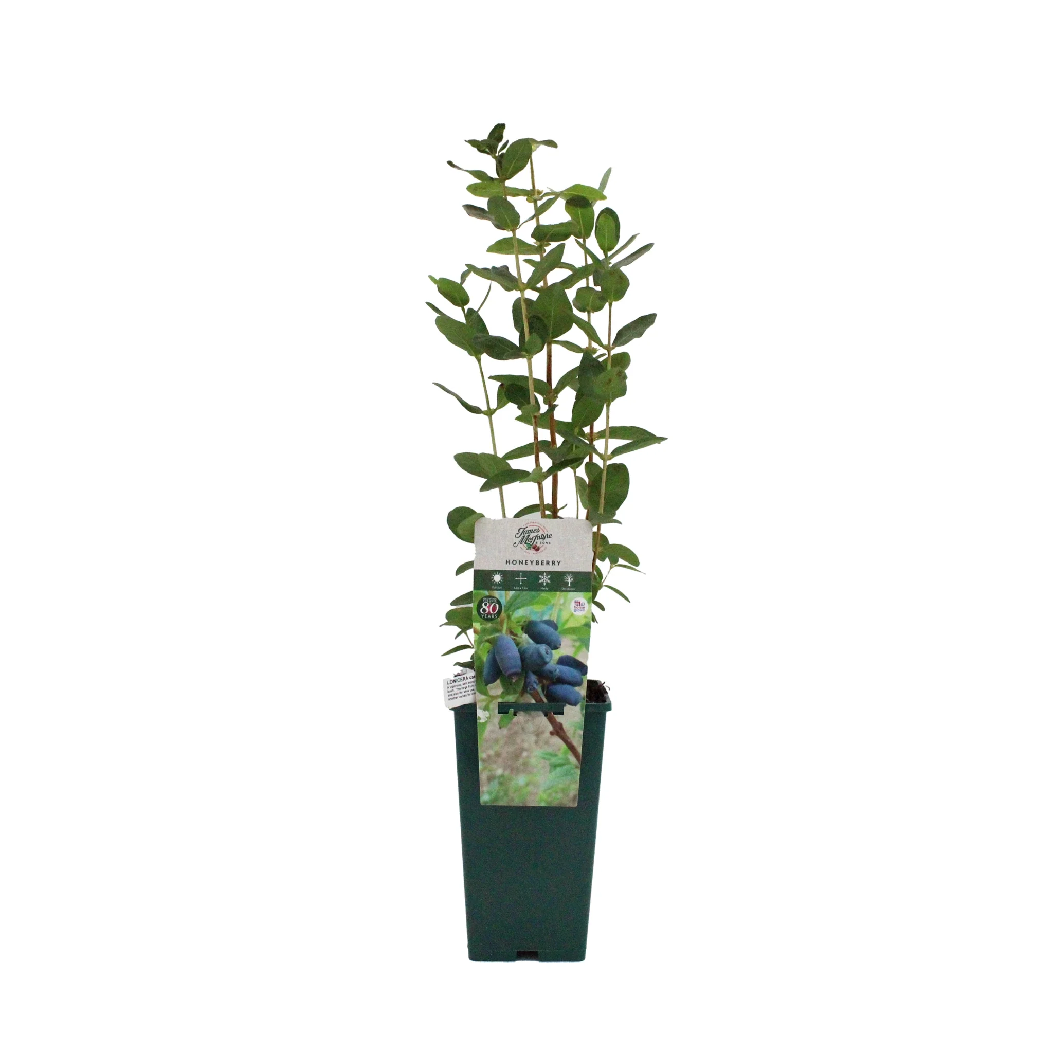 Honeyberry Plant - Giant's Heart