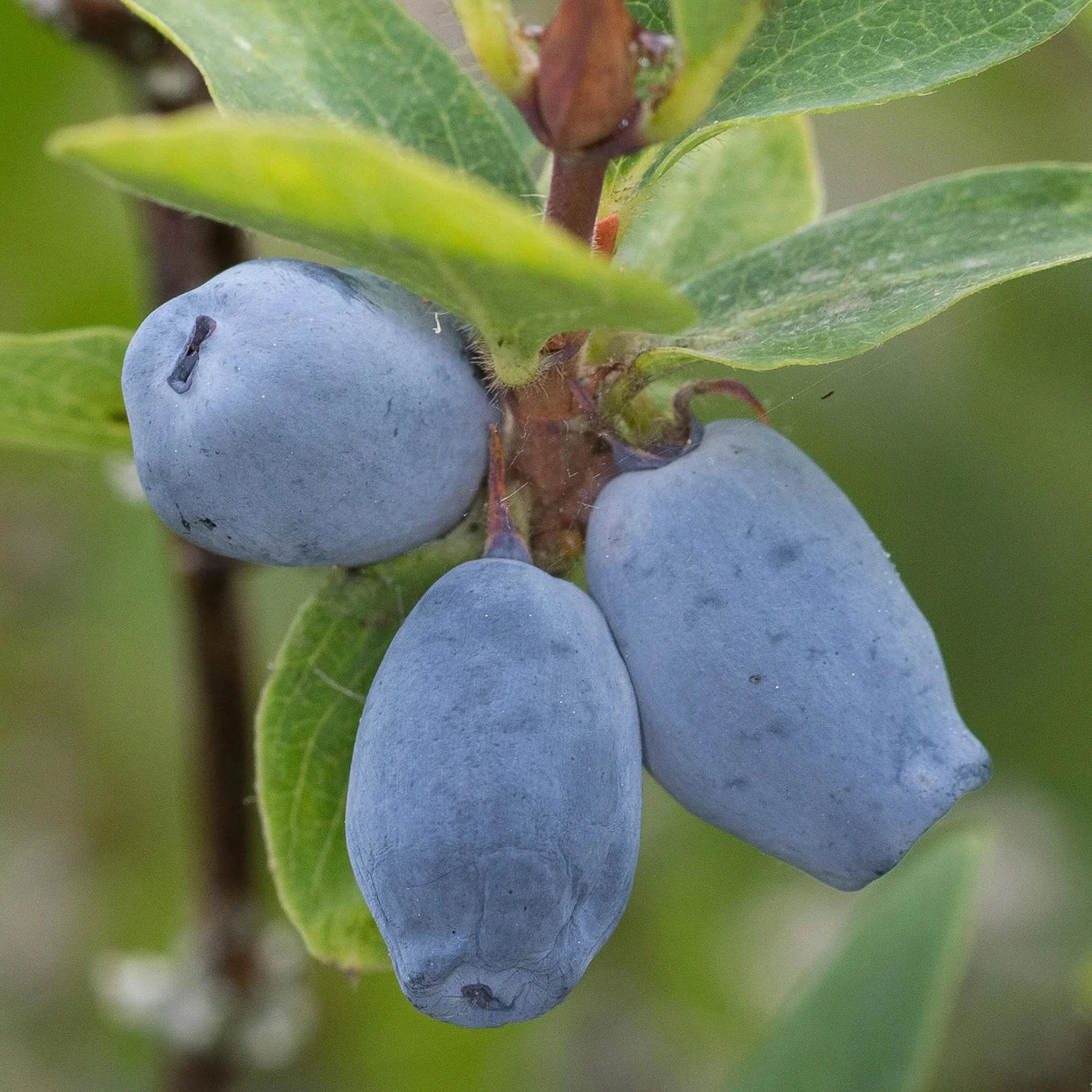 Honeyberry Plant - Giant's Heart - Image 2