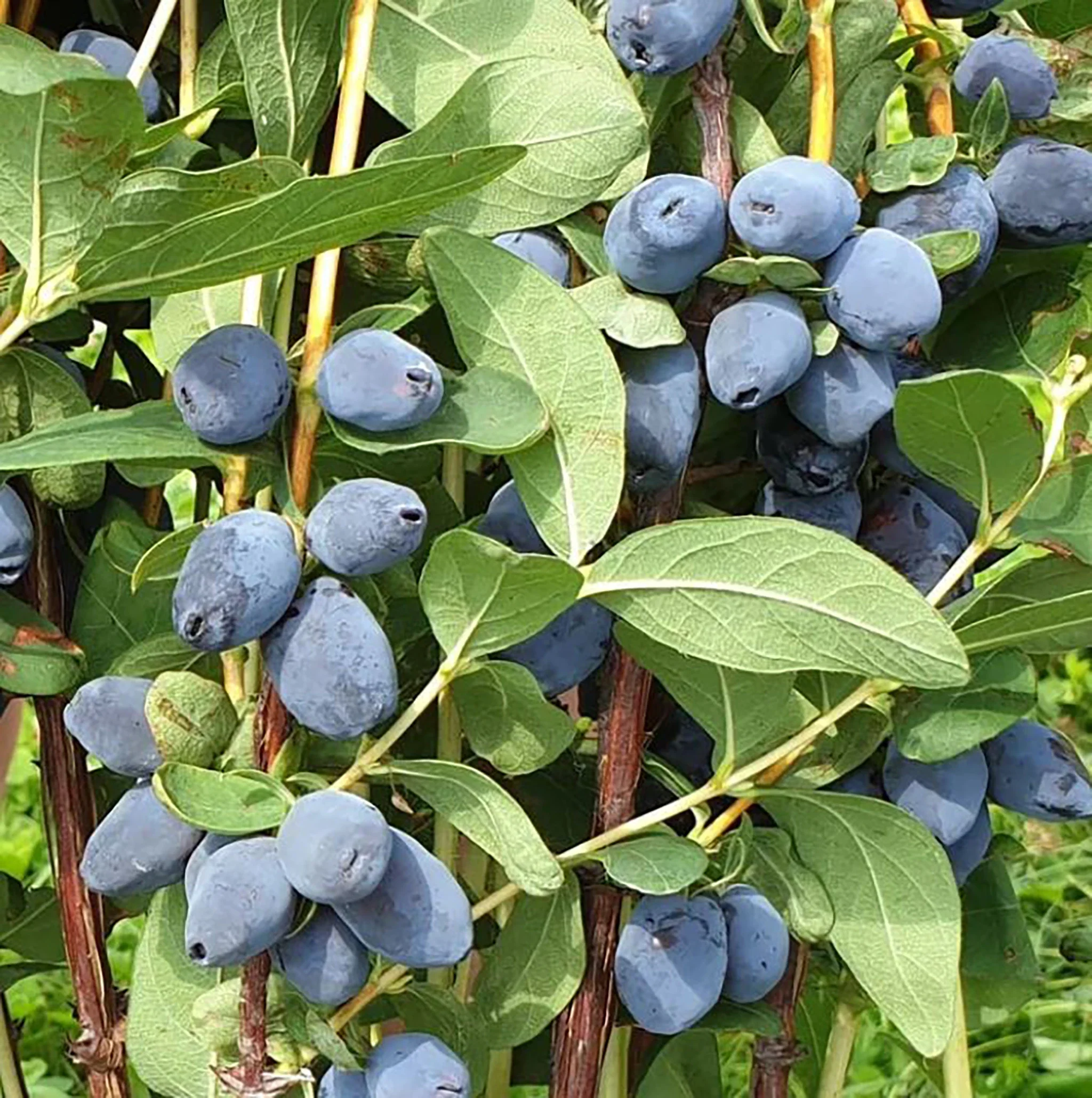 Honeyberry Plant - Giant's Heart - Image 3