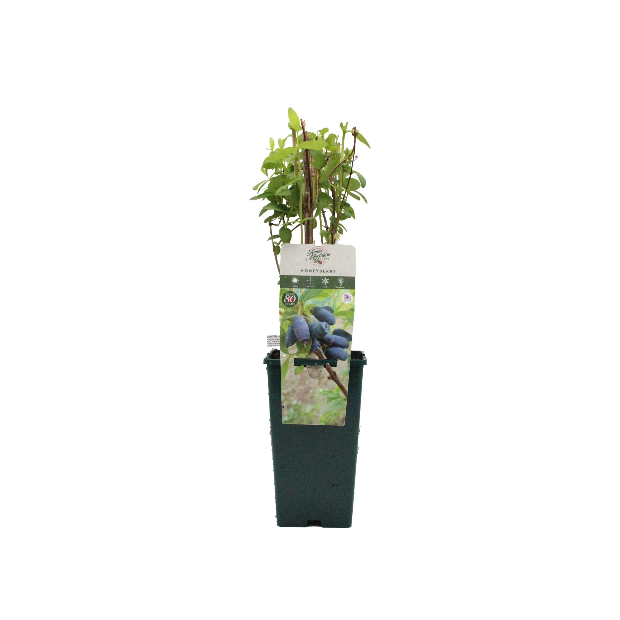 Honeyberry Plant - Giant's Heart - Image 4