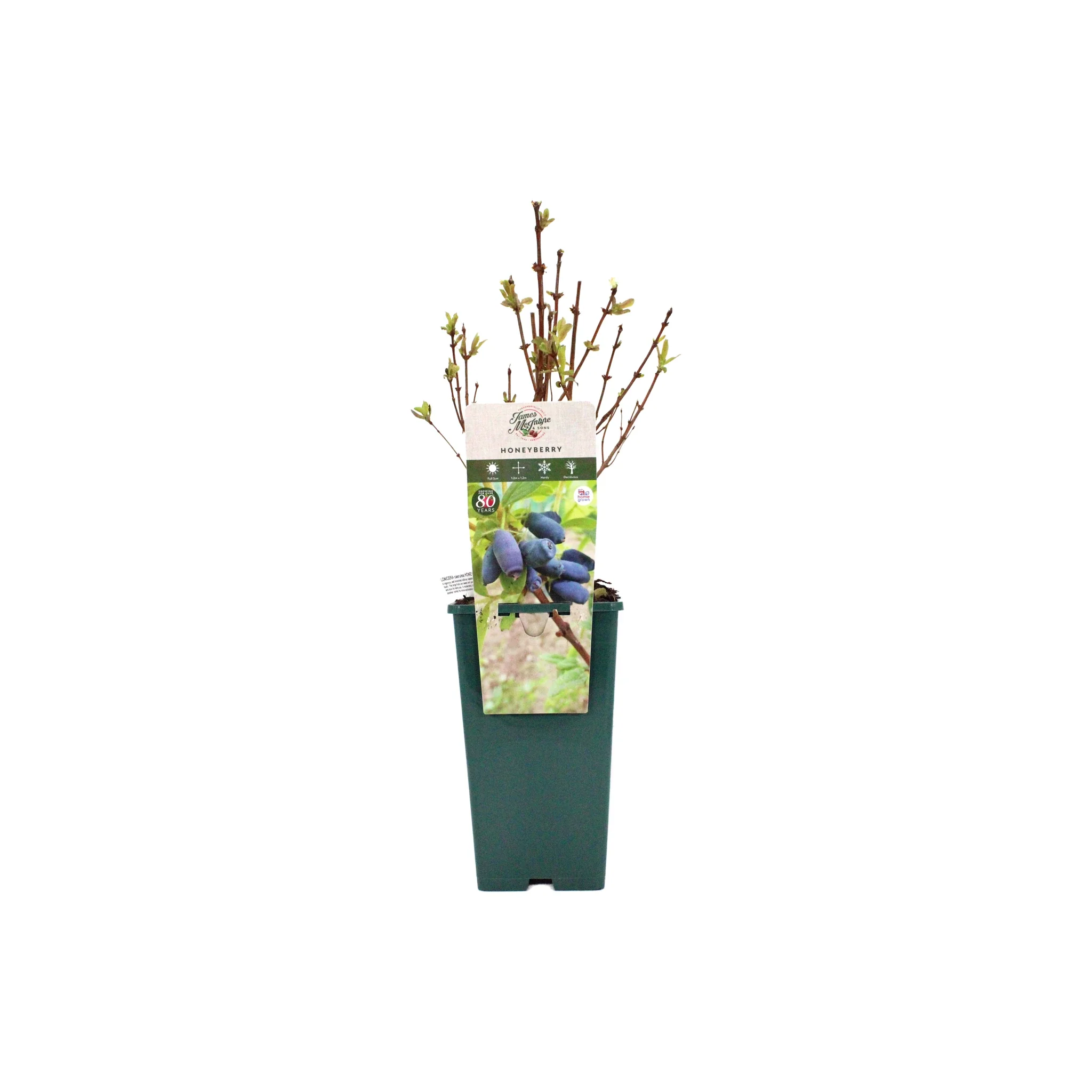 Honeyberry Plant - Giant's Heart - Image 5