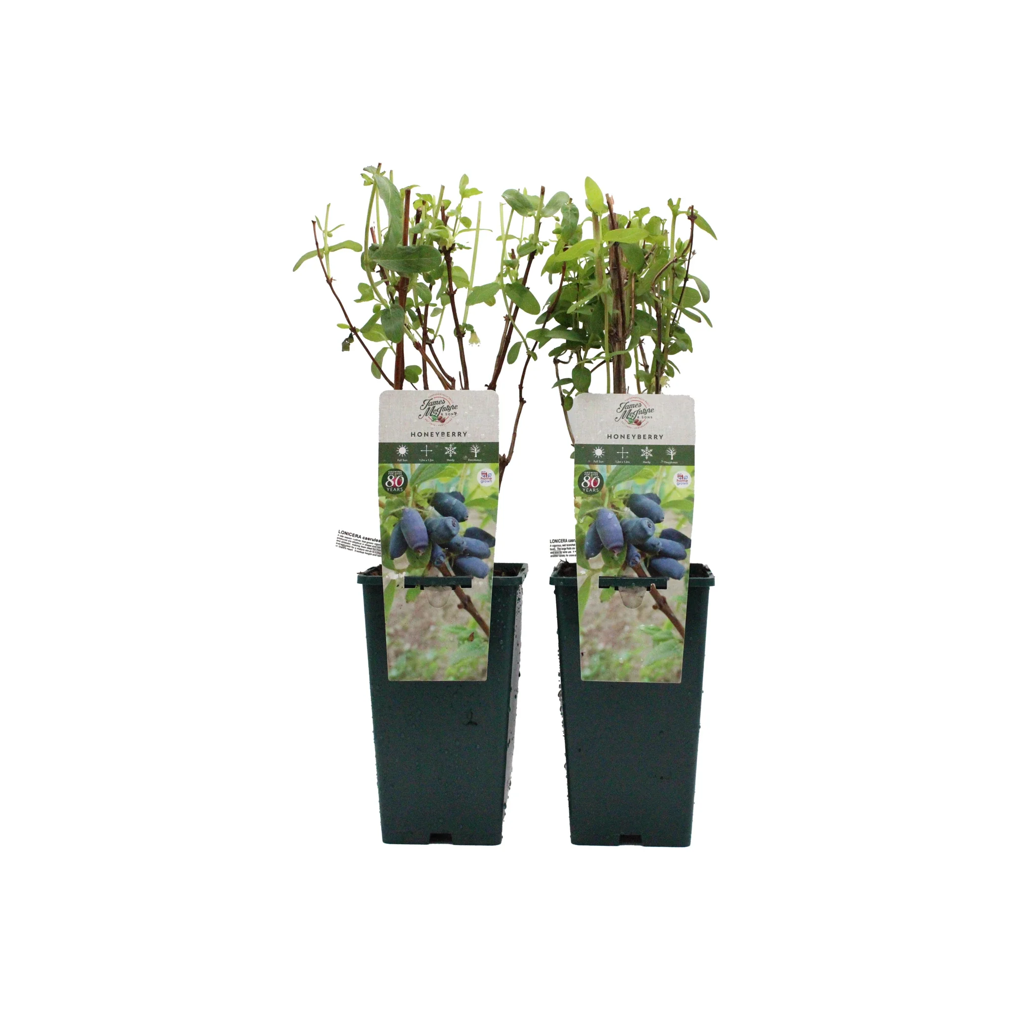 Honeyberry Plant Twin Set: Giant's Heart & Blue Treasure