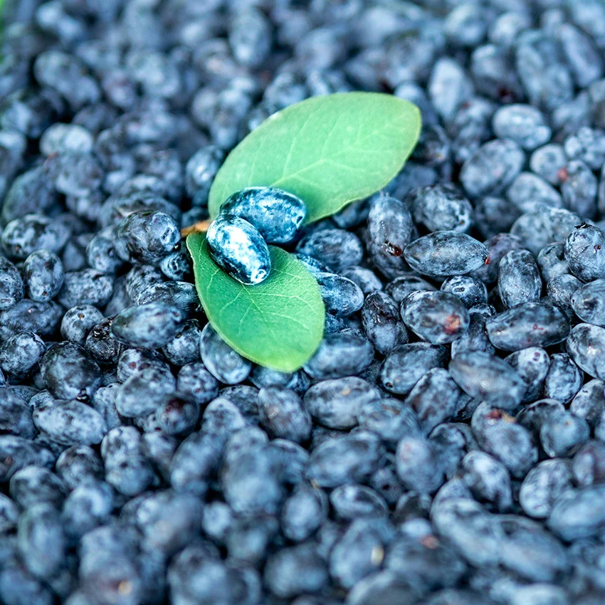 Honeyberry Plant - Aurora - Image 3