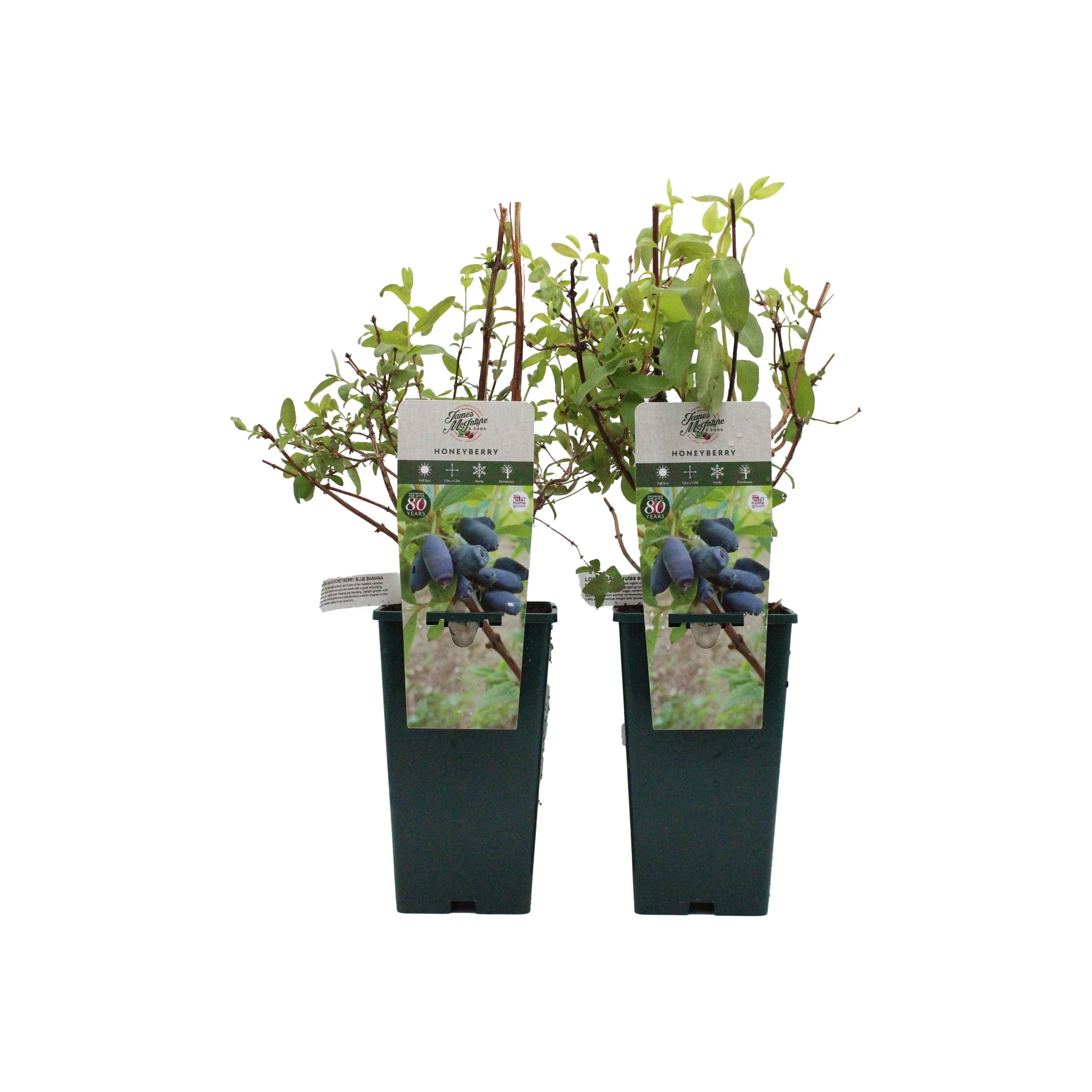 Honeyberry Plant Twin Set: Aurora & Blue Banana